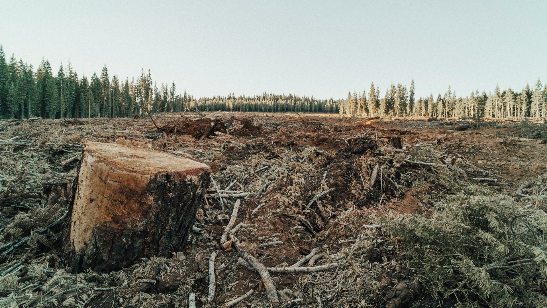 13. Déforestation