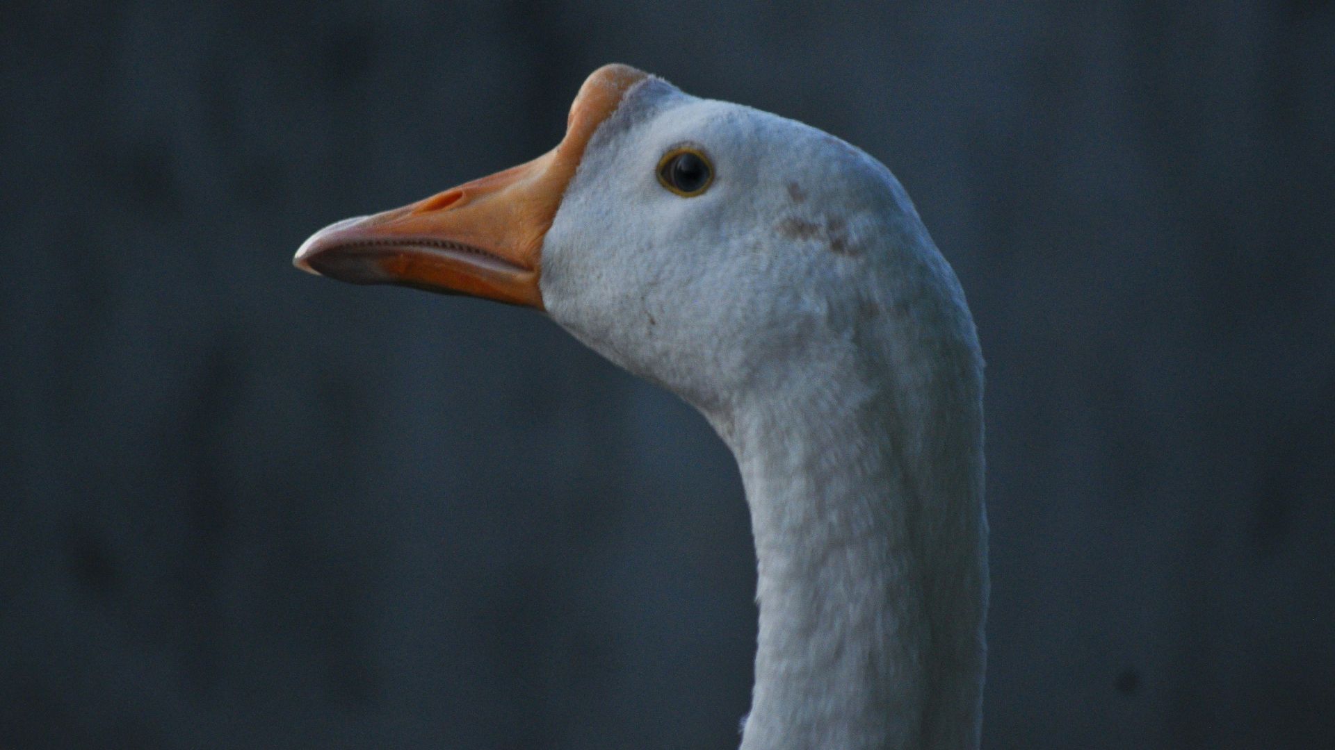 19. Untitled Goose Game