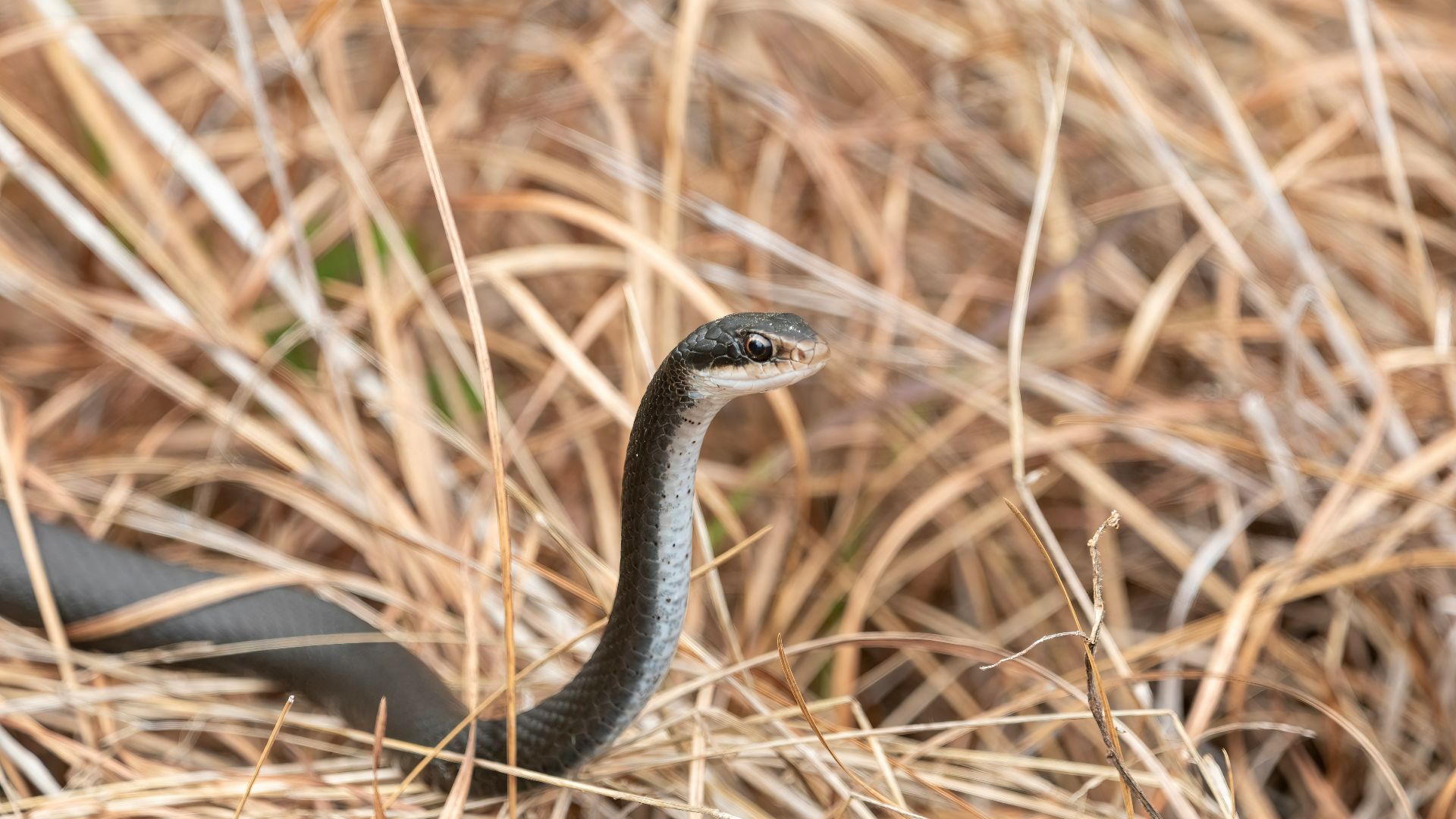 1. "Au-dessus des serpents