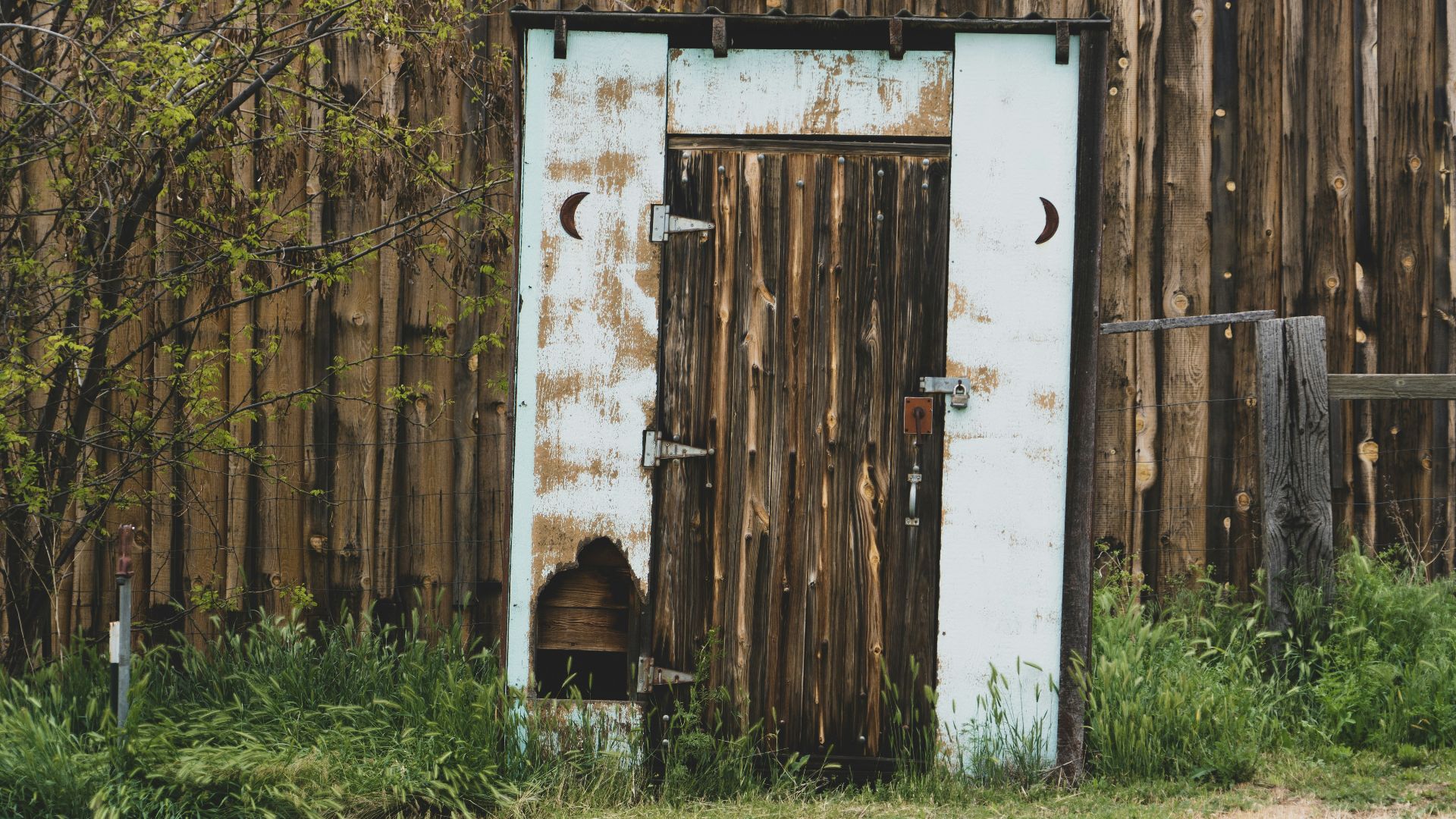 5. les "Trots de la porte arrière" (Backdoor Trots)