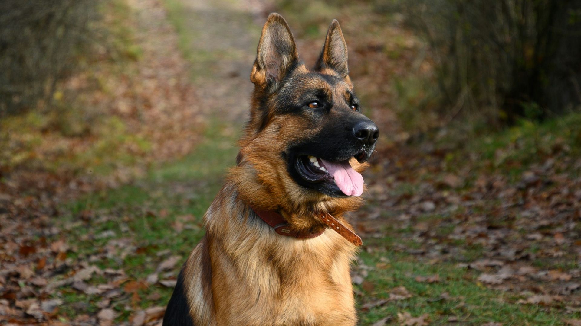 14. Dogmeat (Fallout)