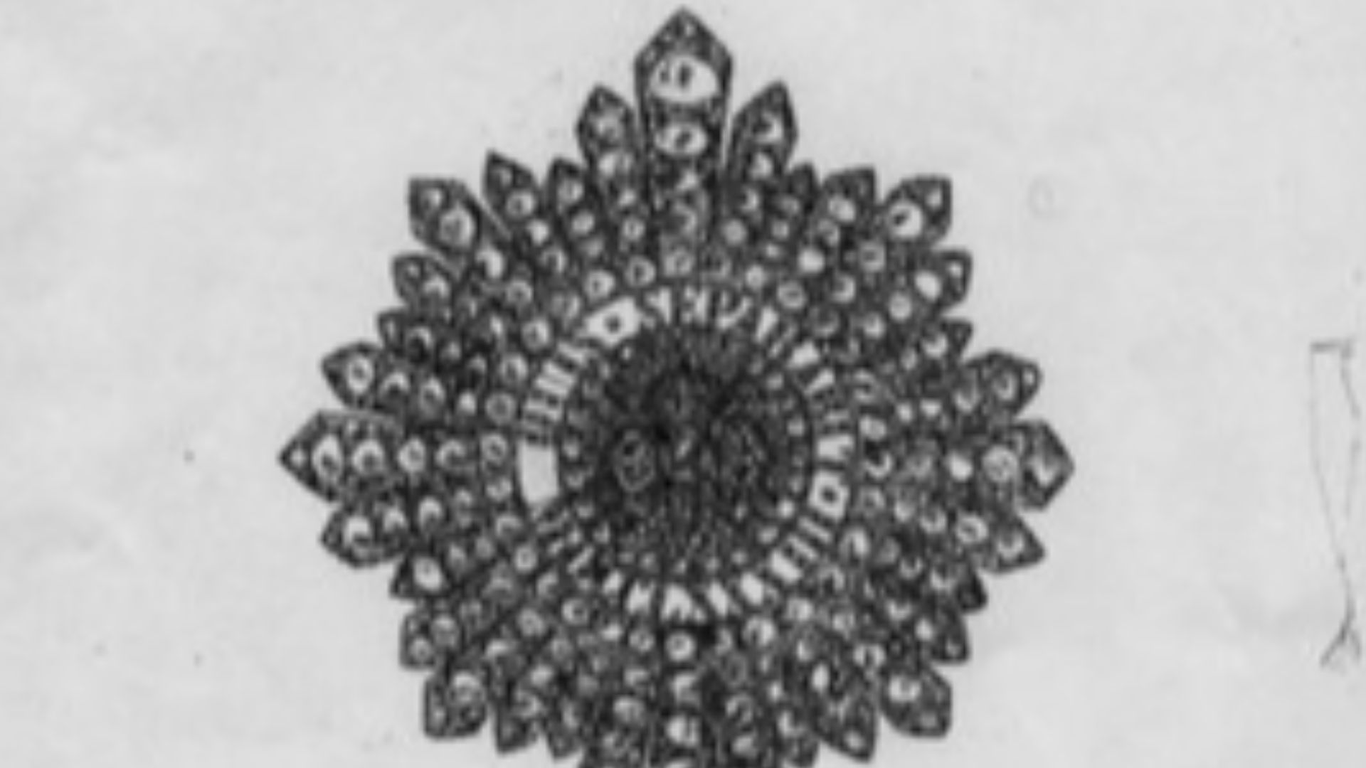11. Joyaux de la Couronne d'Irlande