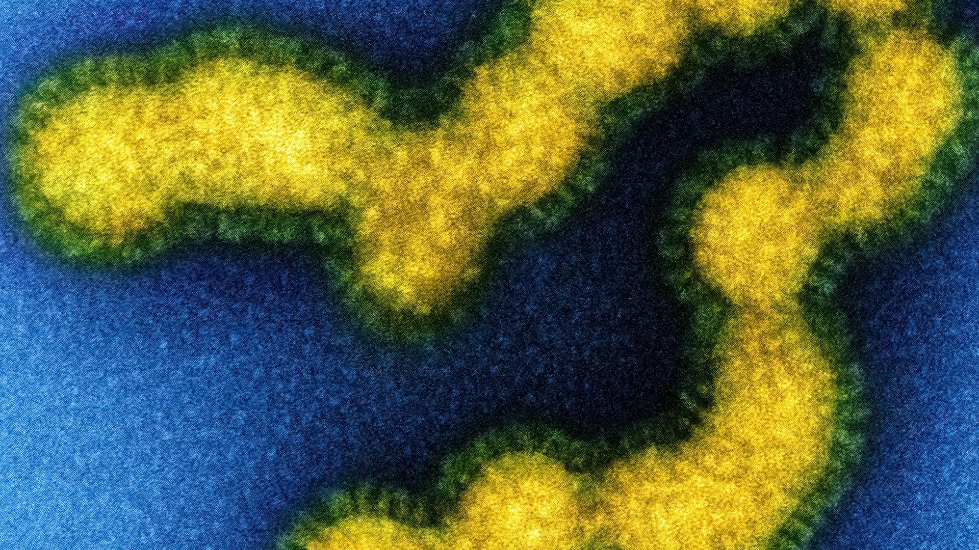 Institut national des allergies et des maladies infectieuses sur Unsplash13. Thomas Edison