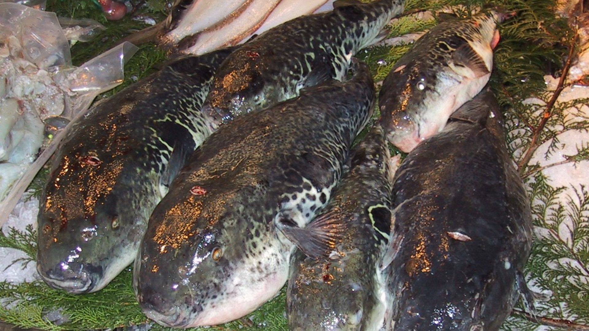 9. Fugu (Japon)