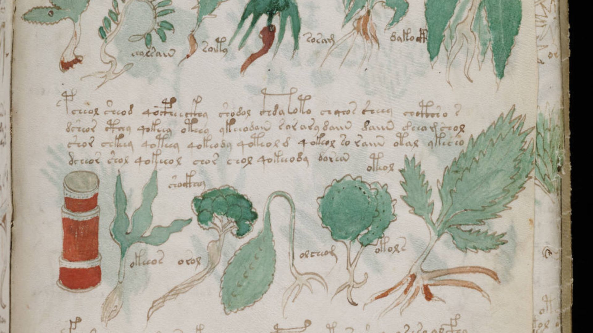 12. Le Manuscrit de Voynich