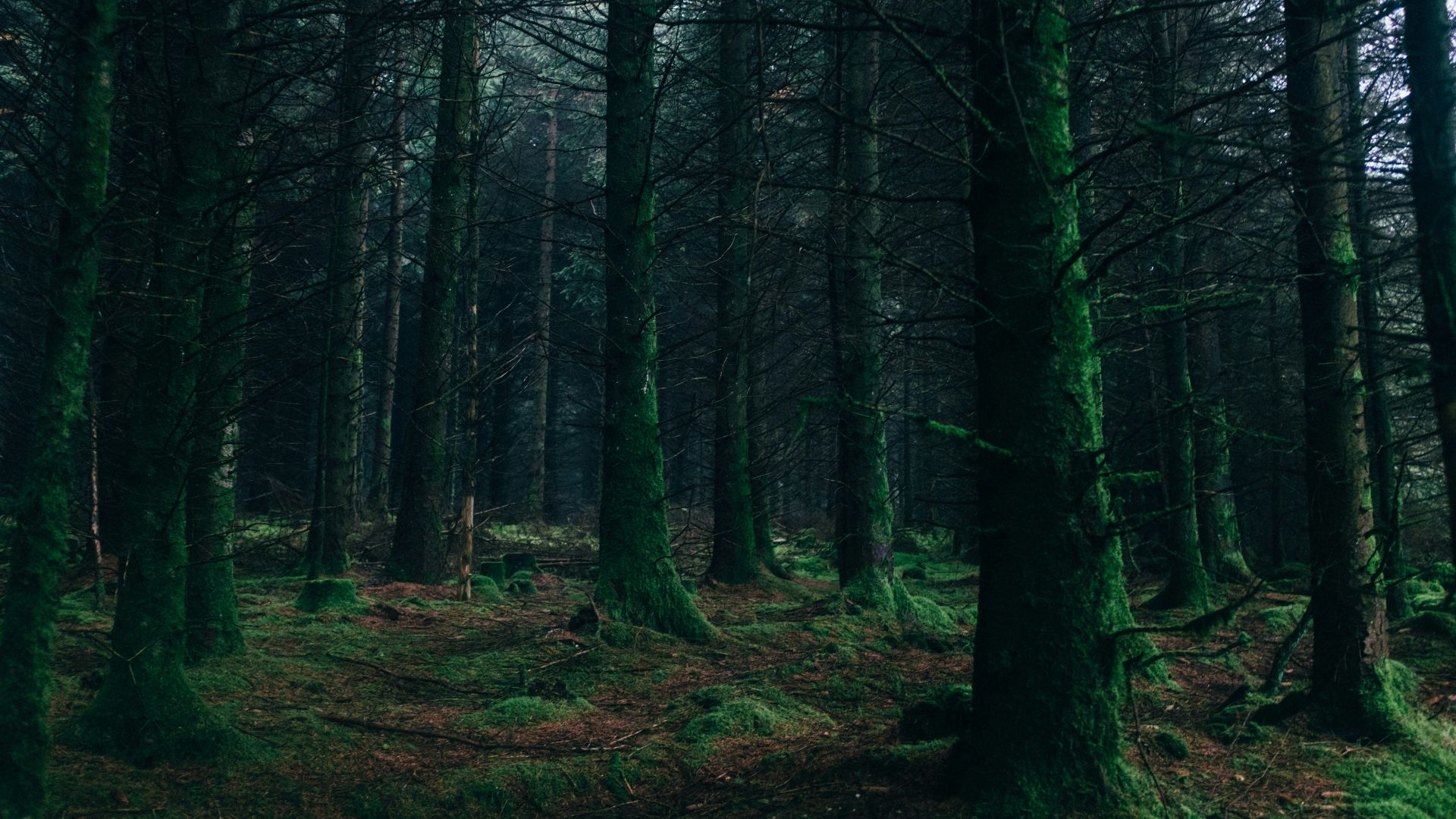13. Forbidden Forest