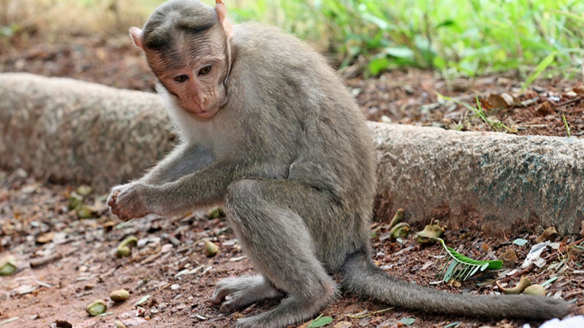 5. Le macaque qui tua un roi