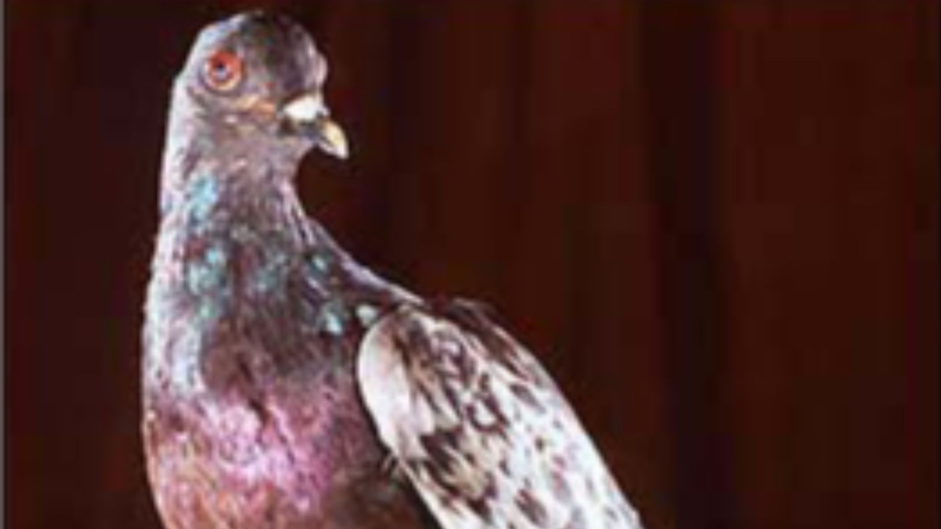 6. Un pigeon a sauvé 194 soldats américains (Cher Ami)