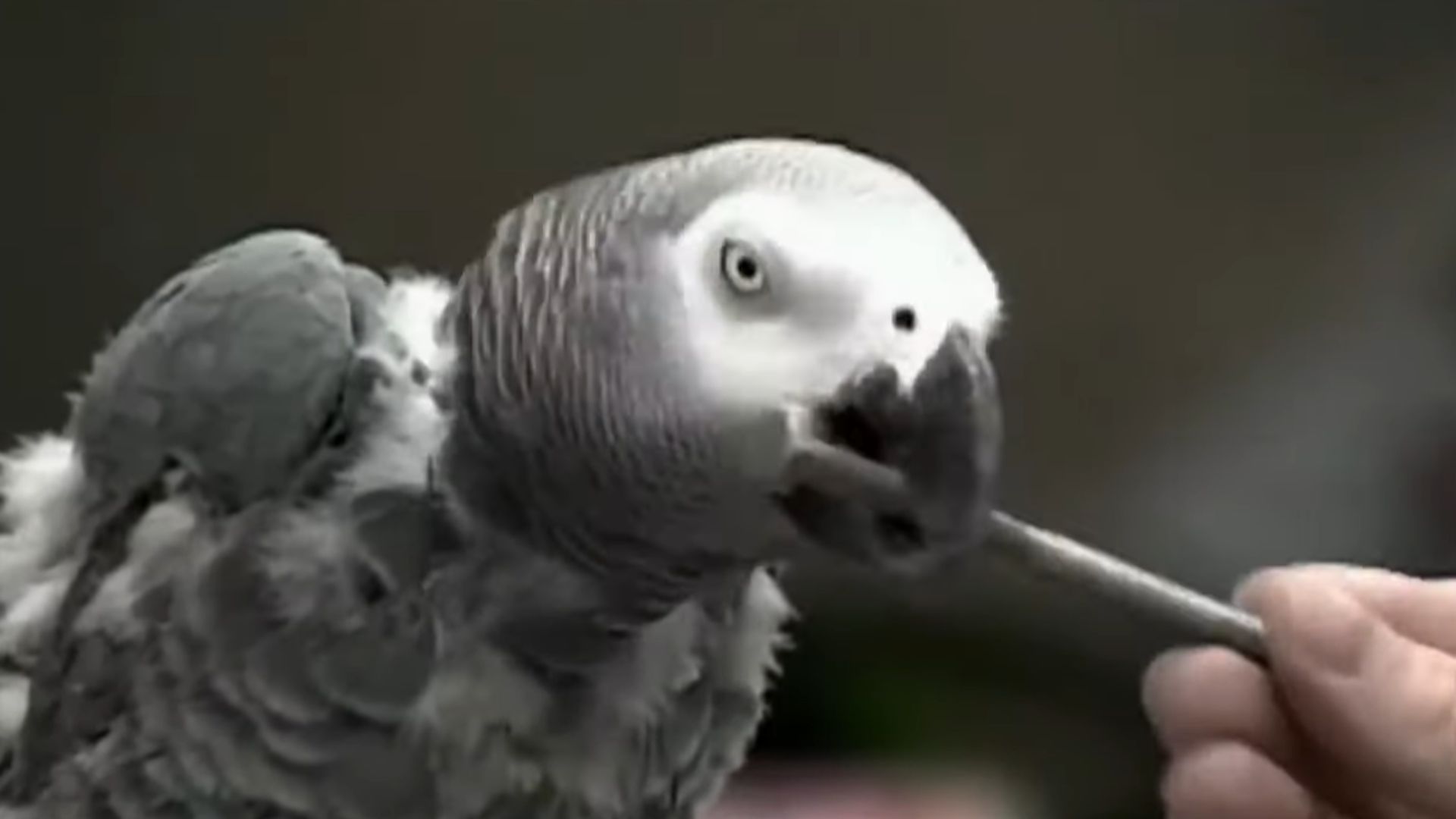 8. Le perroquet qui a prouvé que les oiseaux pouvaient penser (Alex)