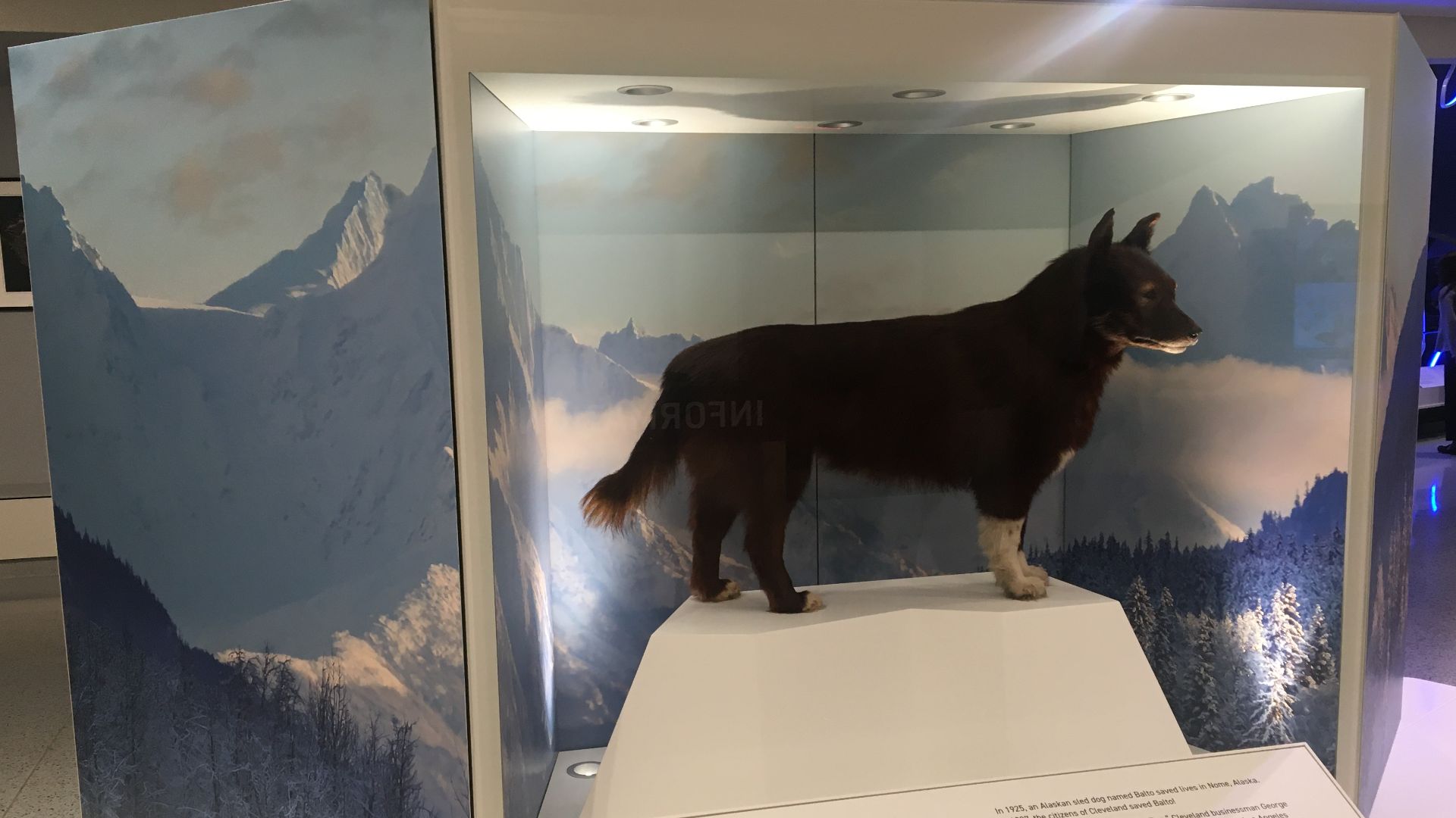 9. Le chien qui a sauvé Nome (Balto)