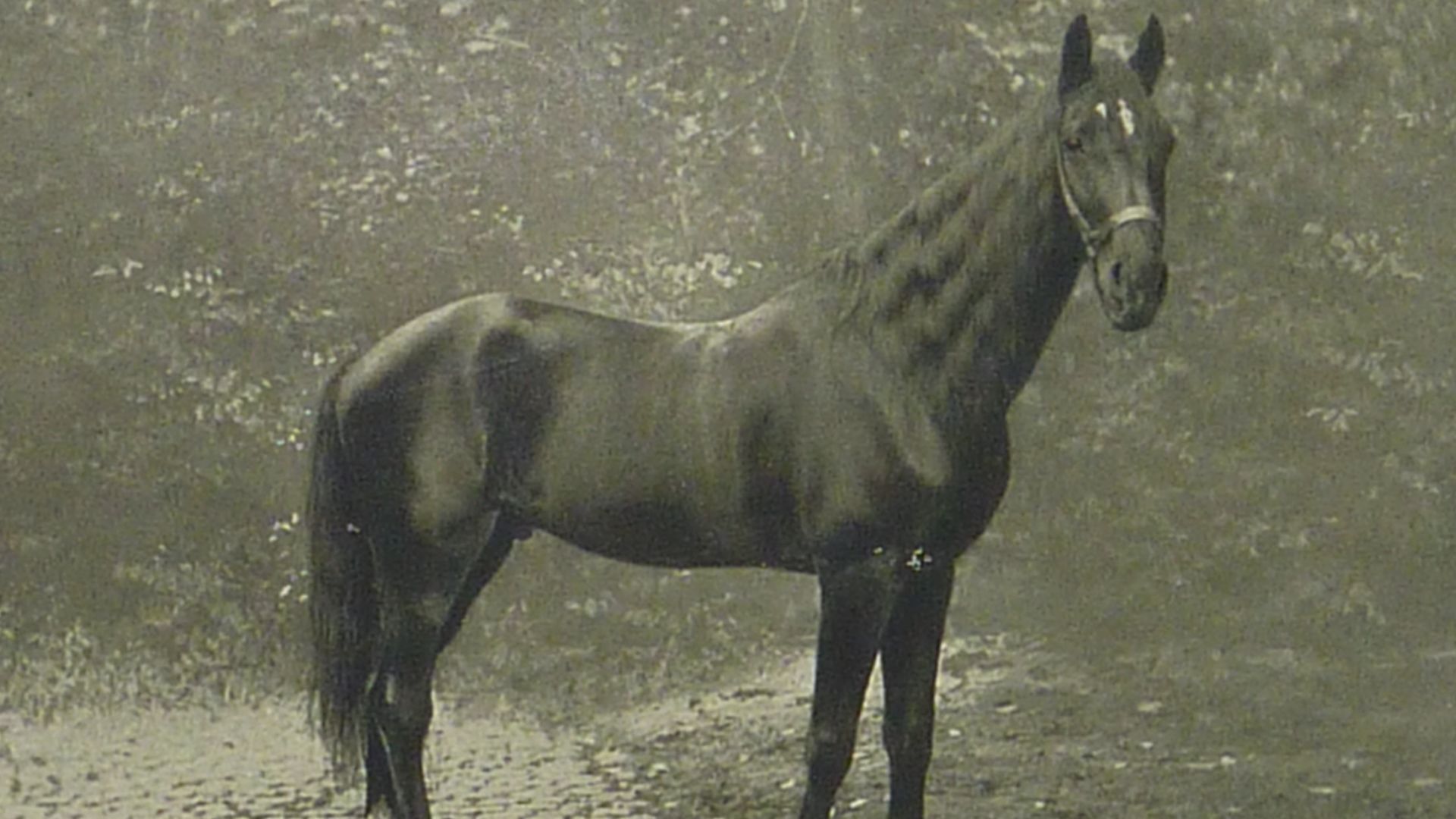 11. Le cheval qui a révélé les préjugés scientifiques (Clever Hans)