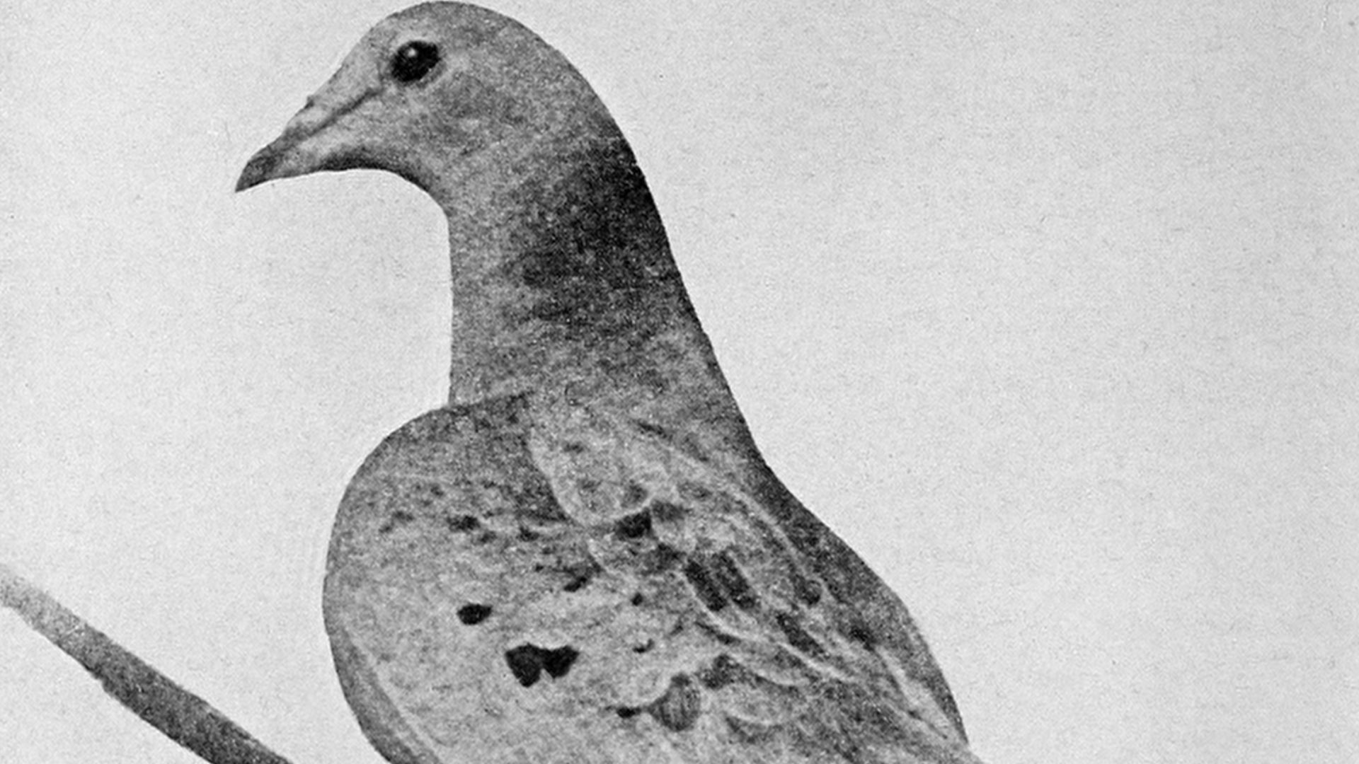 15. Un pigeon qui a inspiré la conservation des oiseaux (Martha)