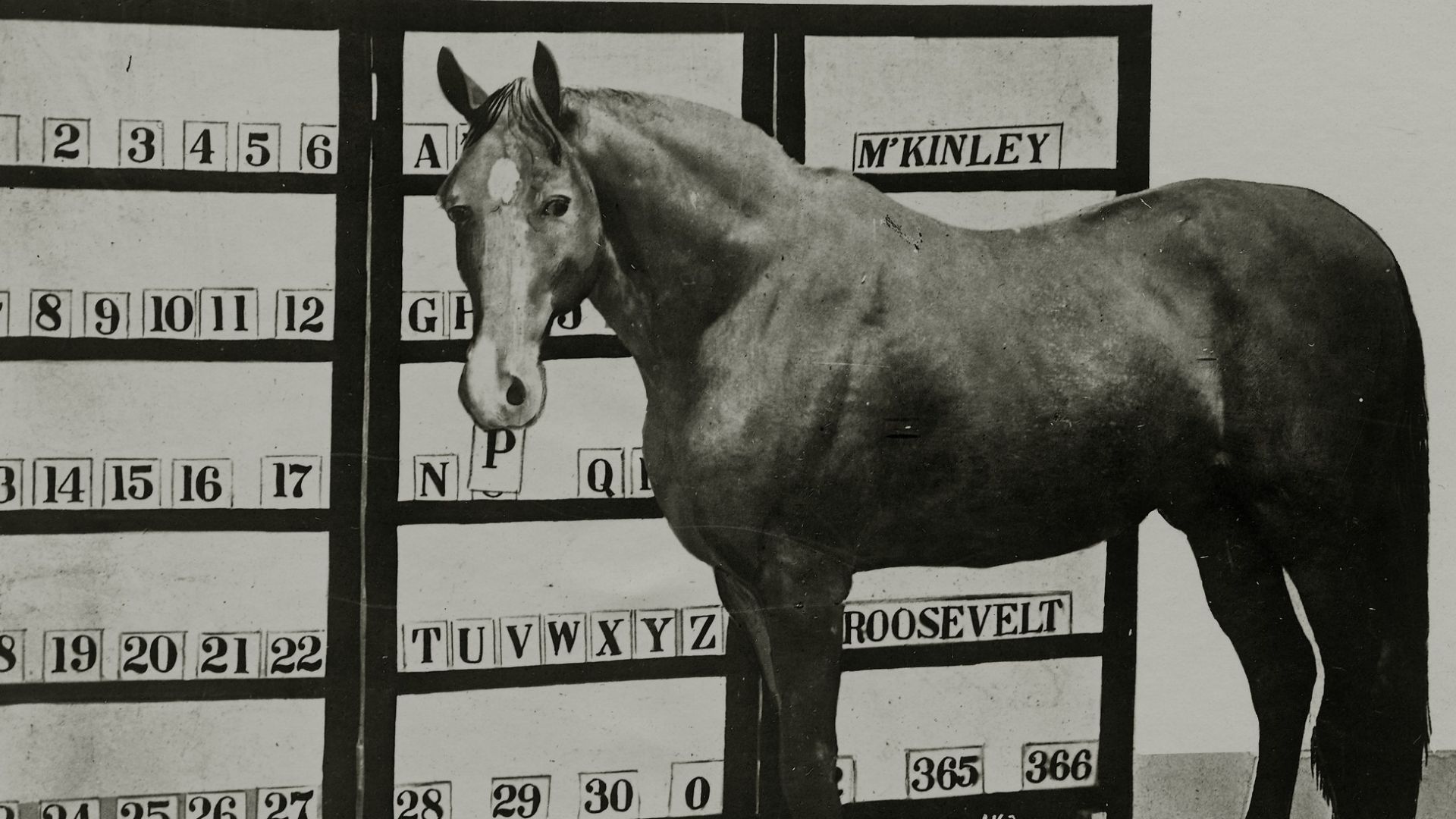 17. Un cheval qui a modernisé la médecine (Jim)