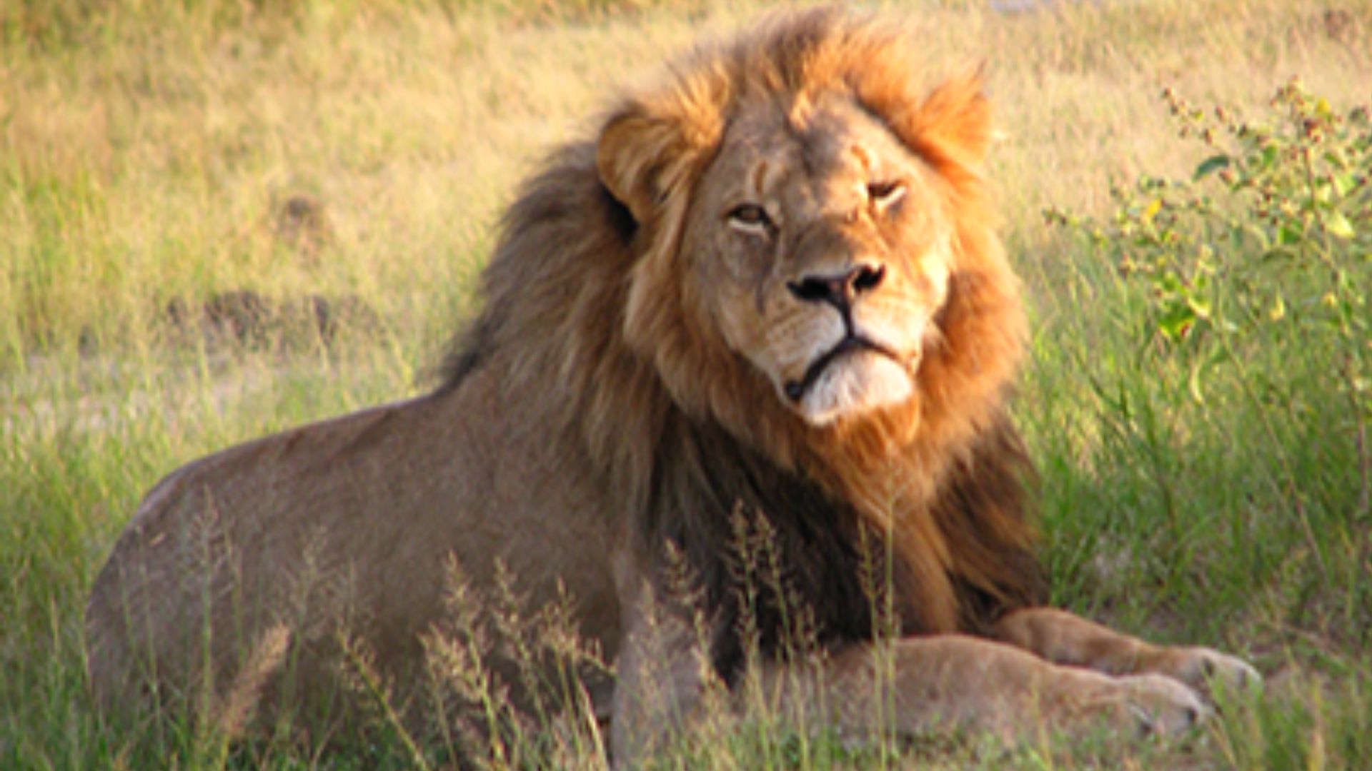 18. Le lion qui a changé le débat sur la chasse au trophée (Cecil)