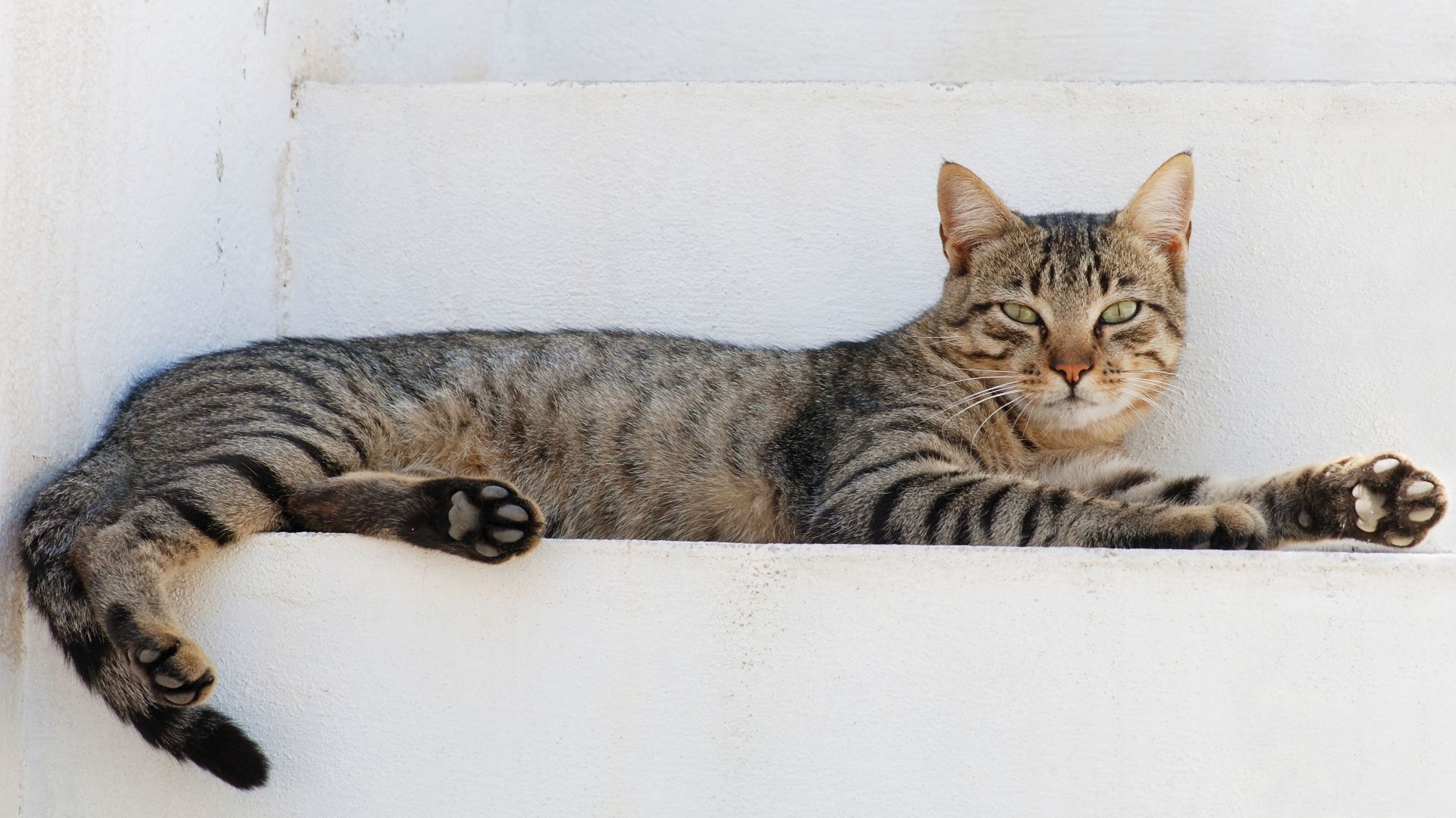 19. Un chat a provoqué une extinction (Tibbles)