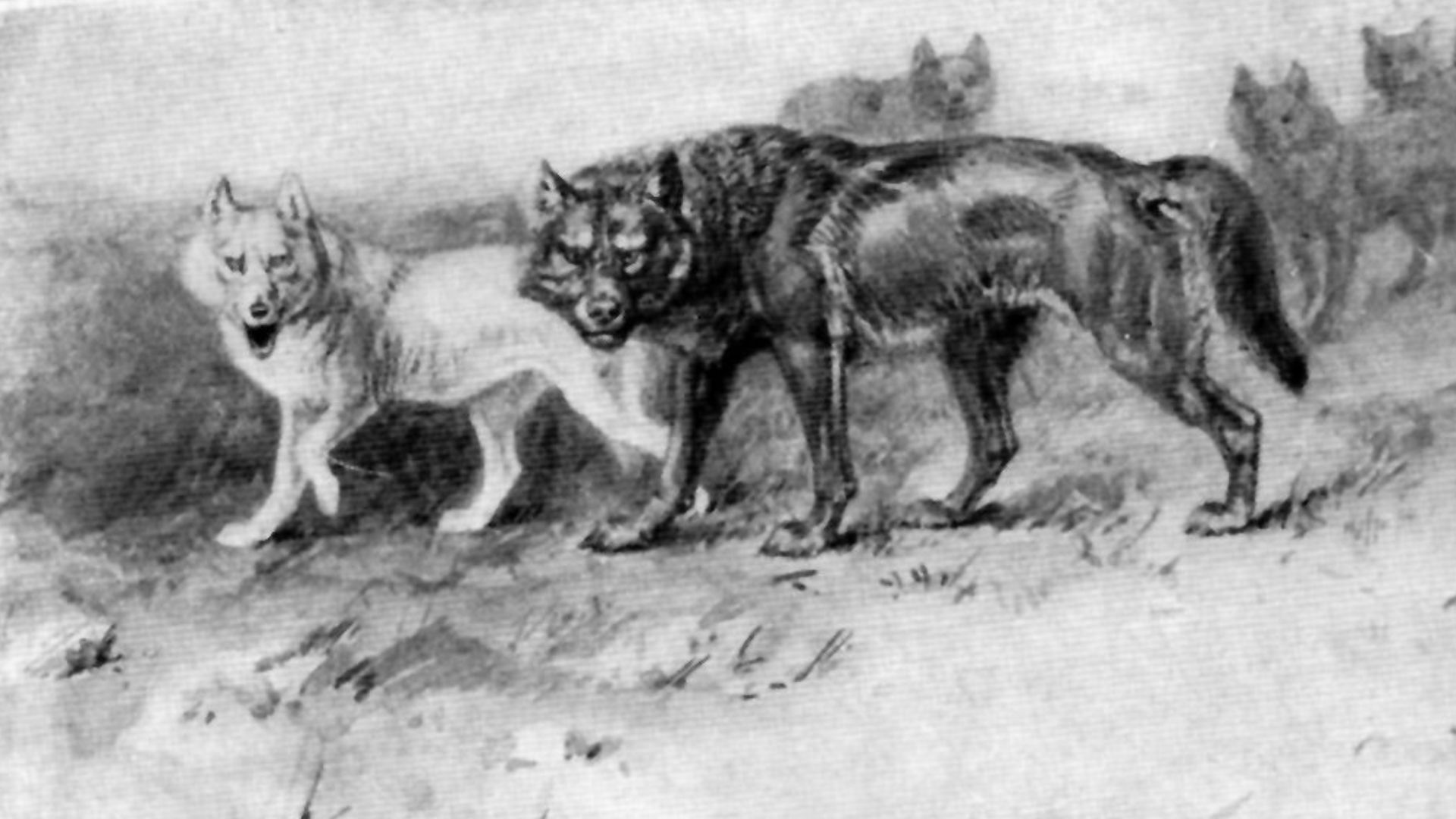 20. Un loup à l'origine d'un mouvement de conservation (Lobo)
