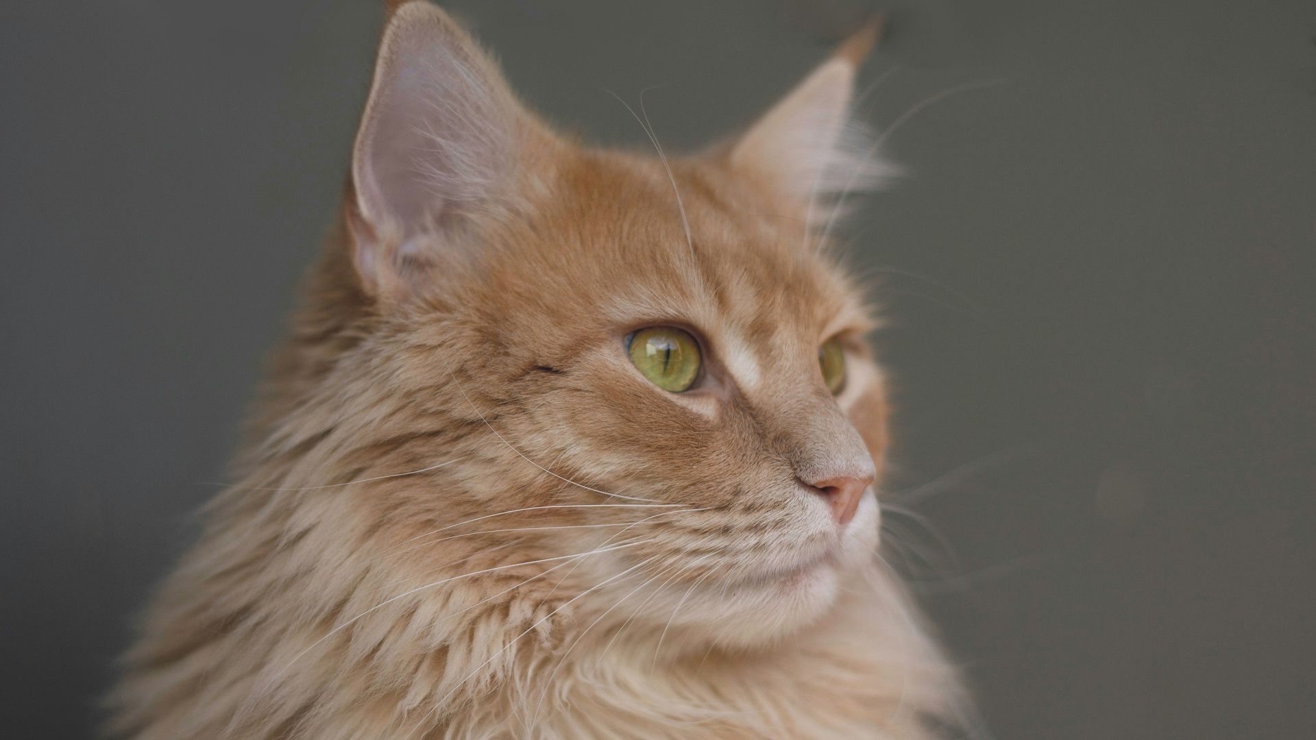 12. Conquis par les chats