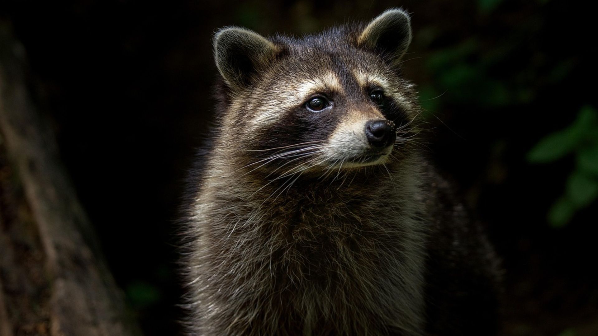 13. Expérimentation animale par des robots