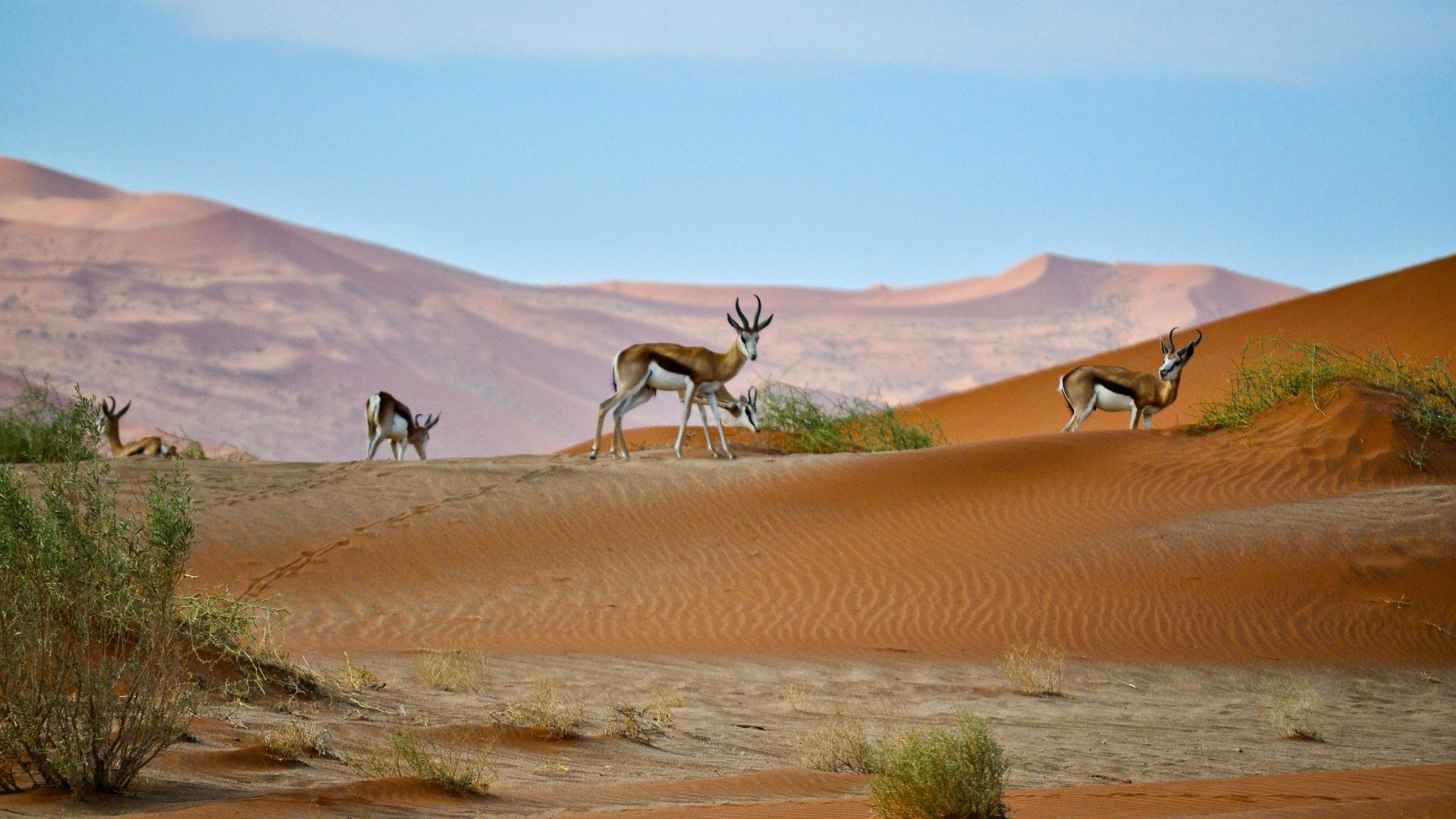 9. Le Kalahari