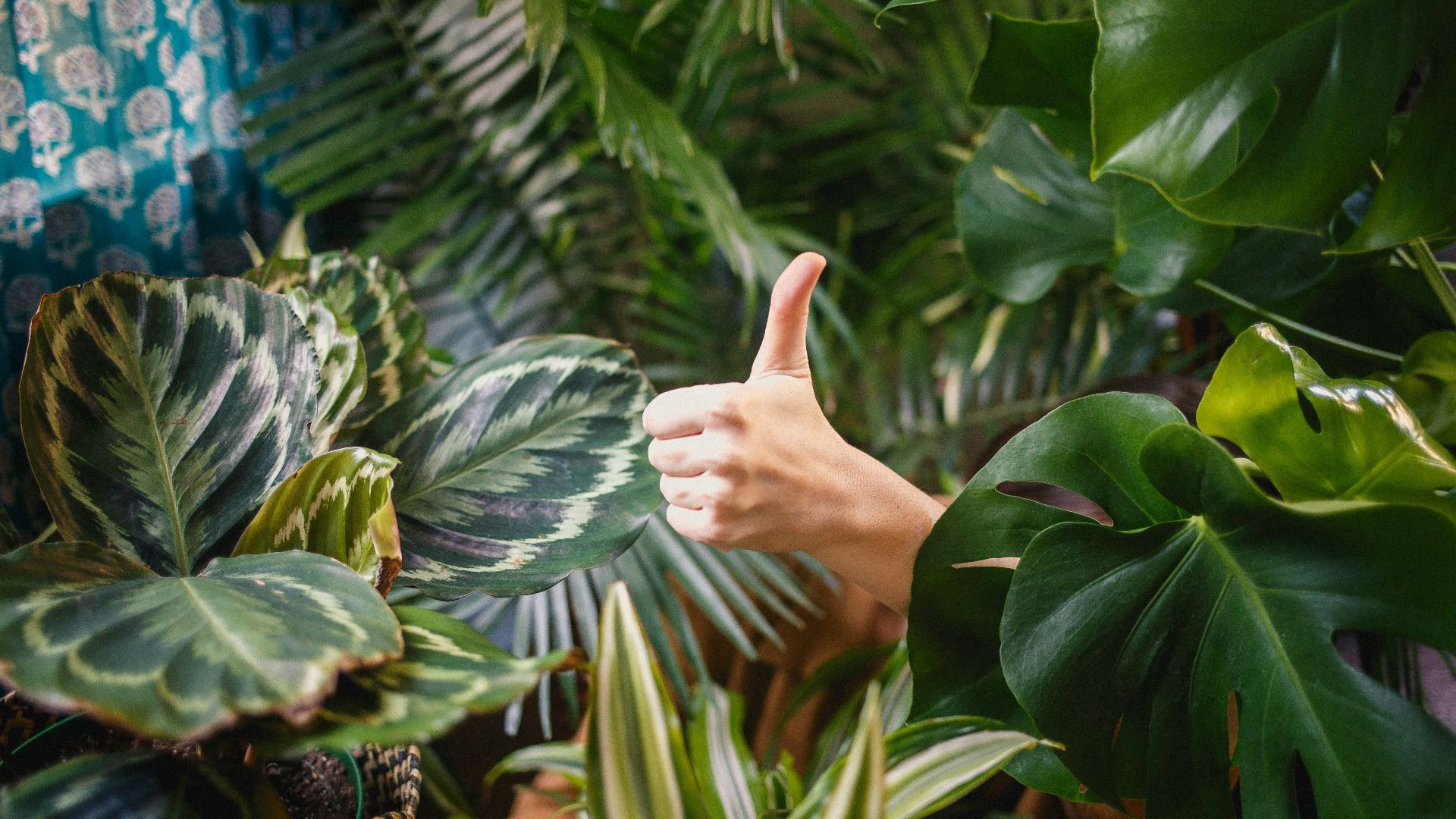 3. Chuchotement des plantes