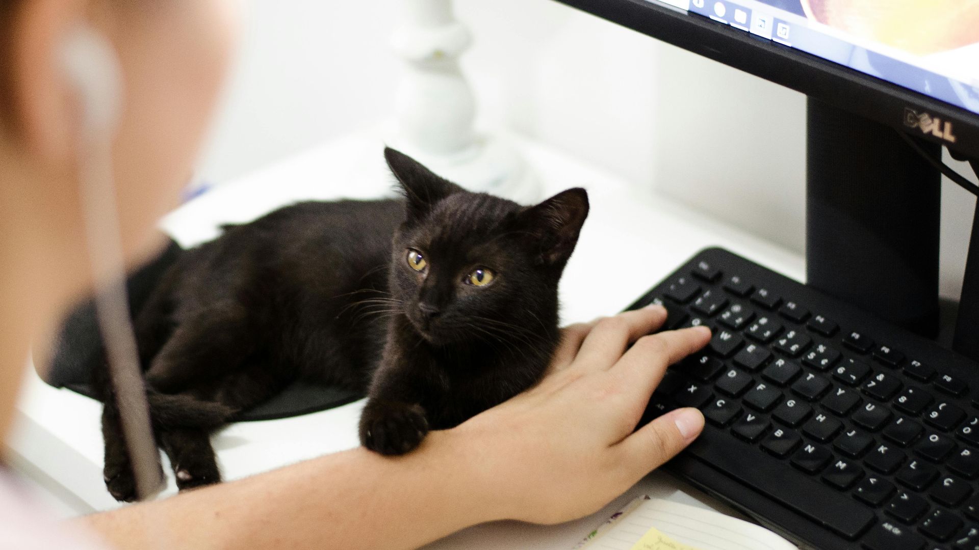19. Compréhension instantanée du chat