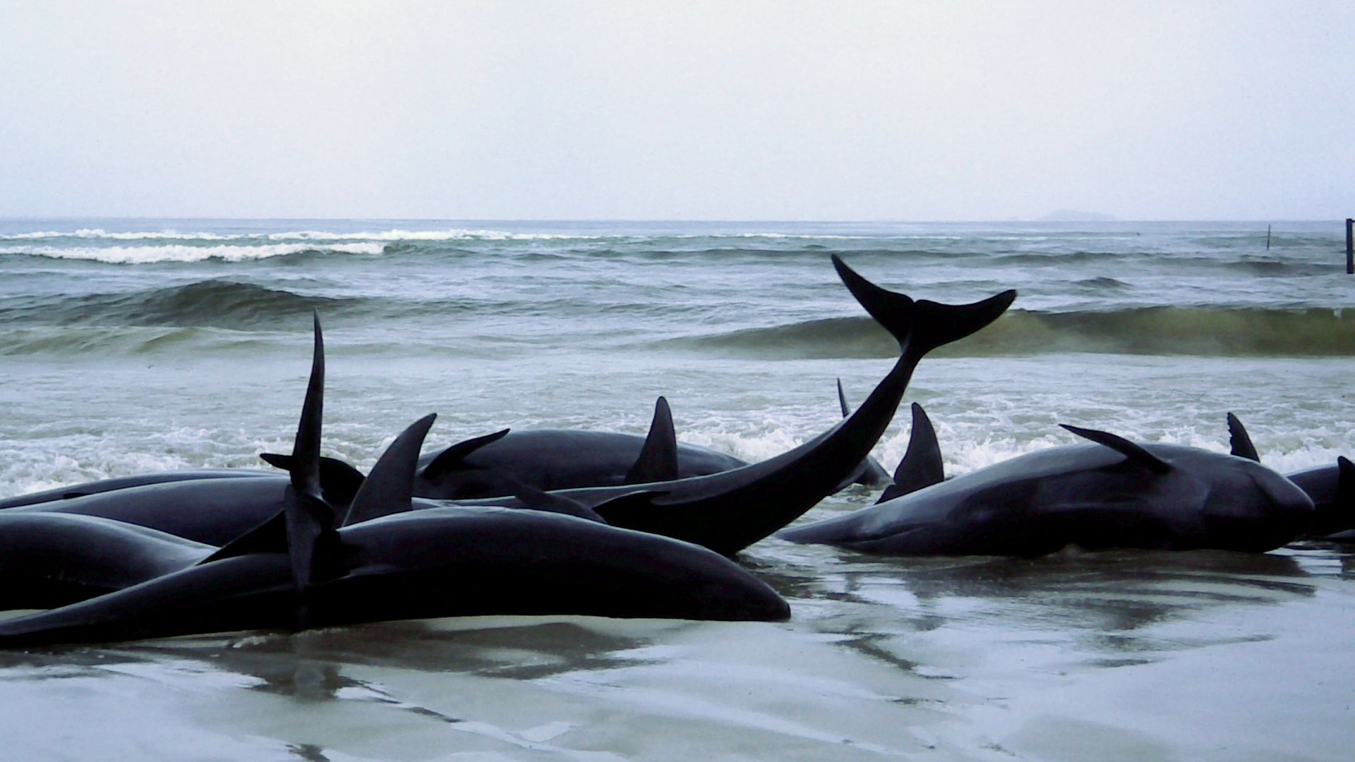 12. La cause des échouages massifs de baleines