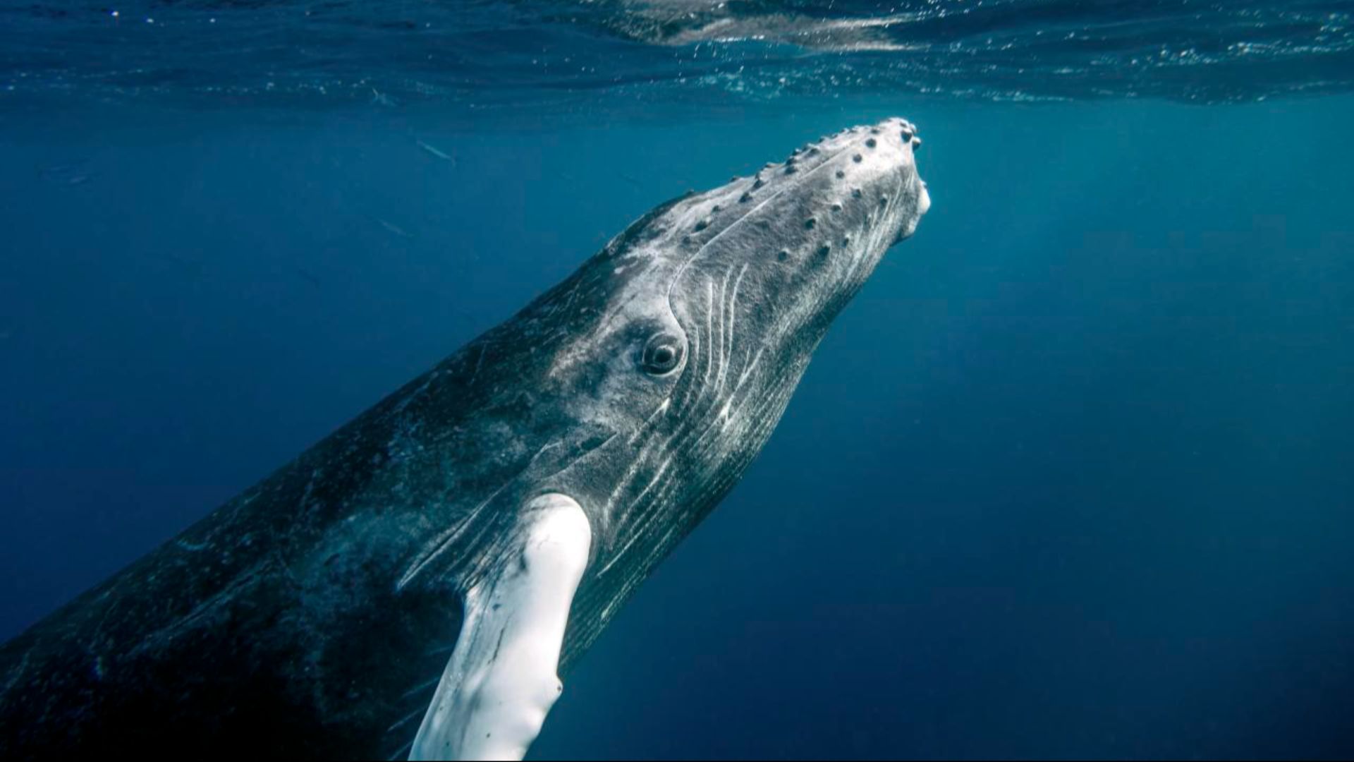 13. Le but des chants de baleines