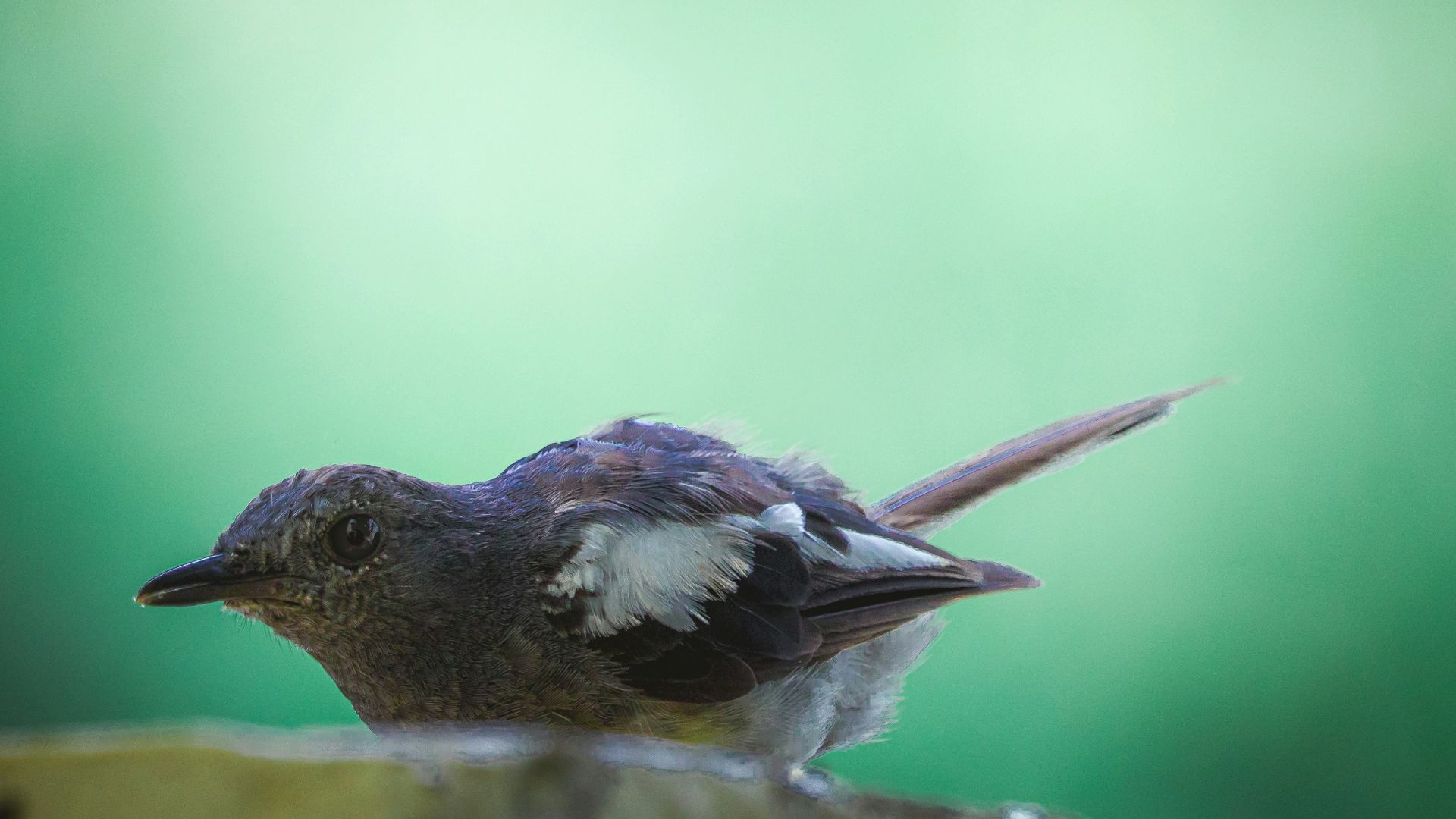 17. Tiny wings