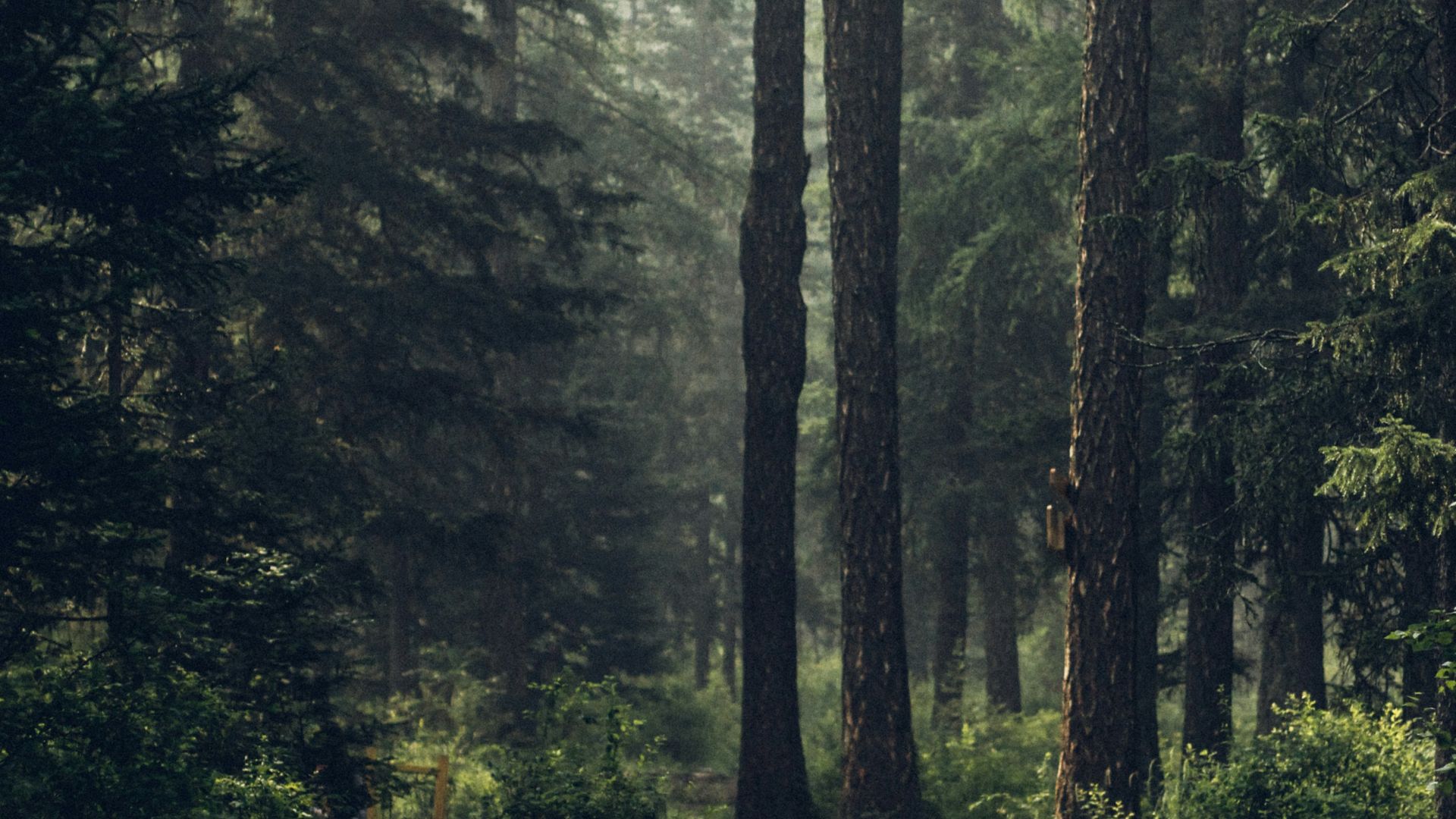 4. L'étranger dans les bois