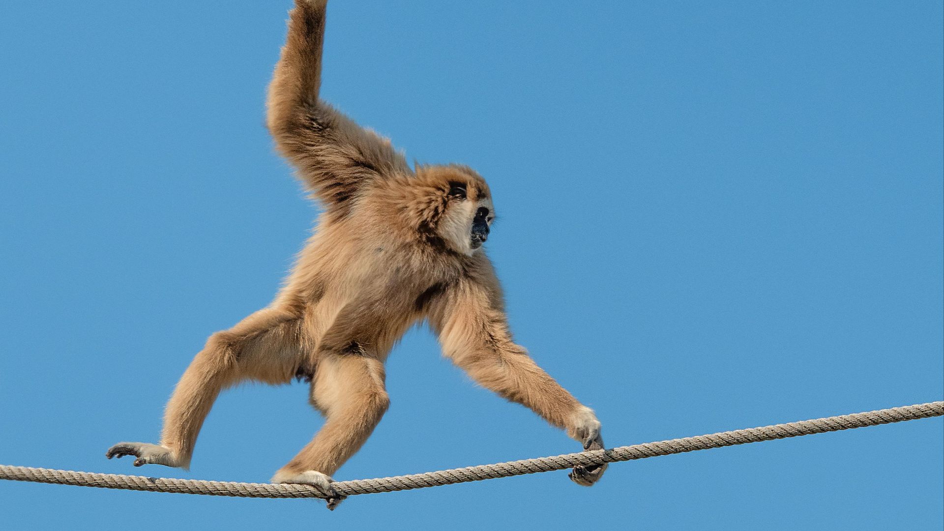 6. Tightrope