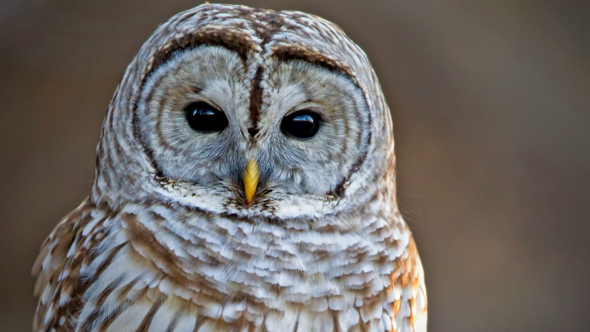 4. Pourquoi un papillon de nuit ?
