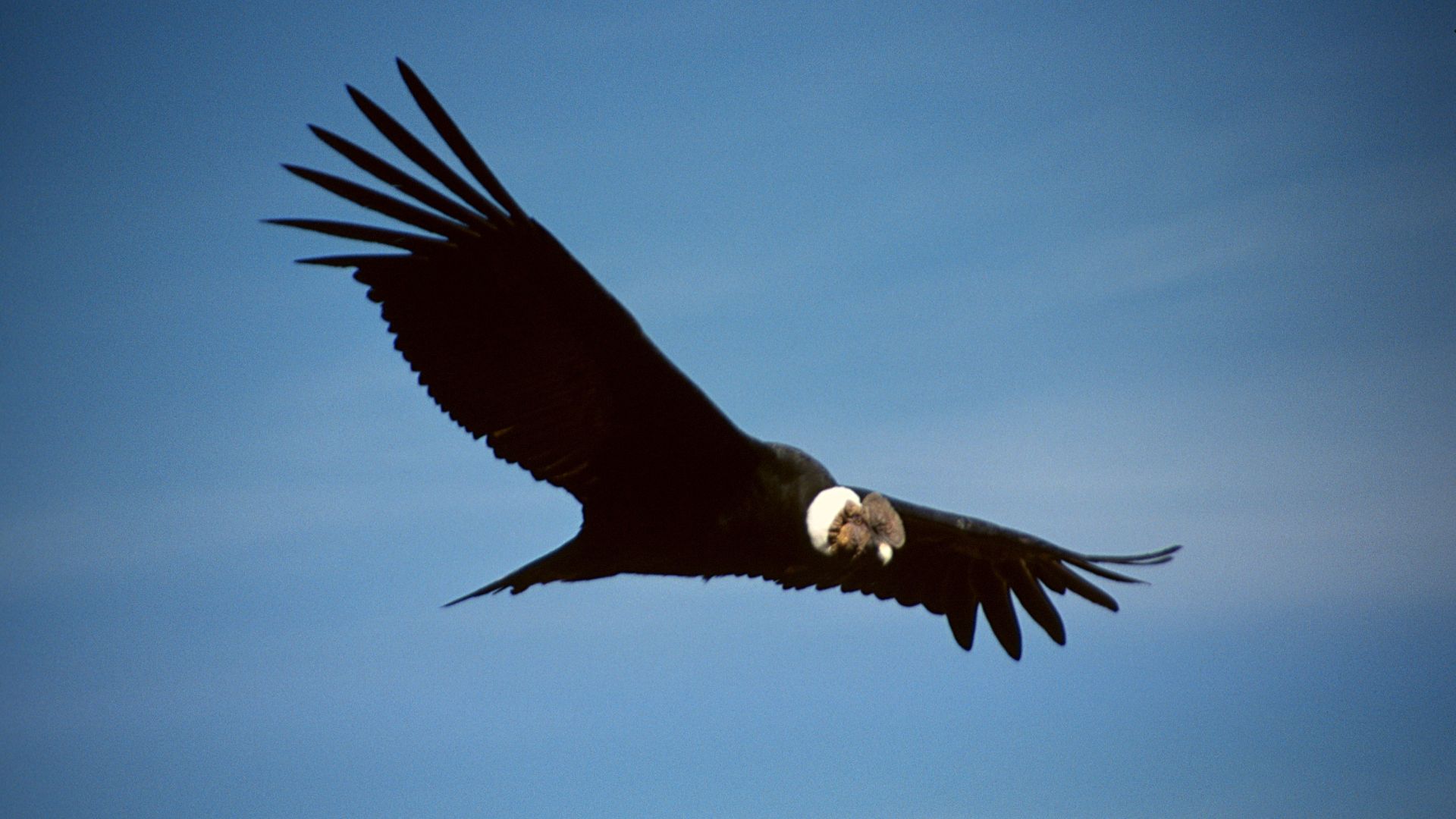 1. Oiseaux-tonnerre géants