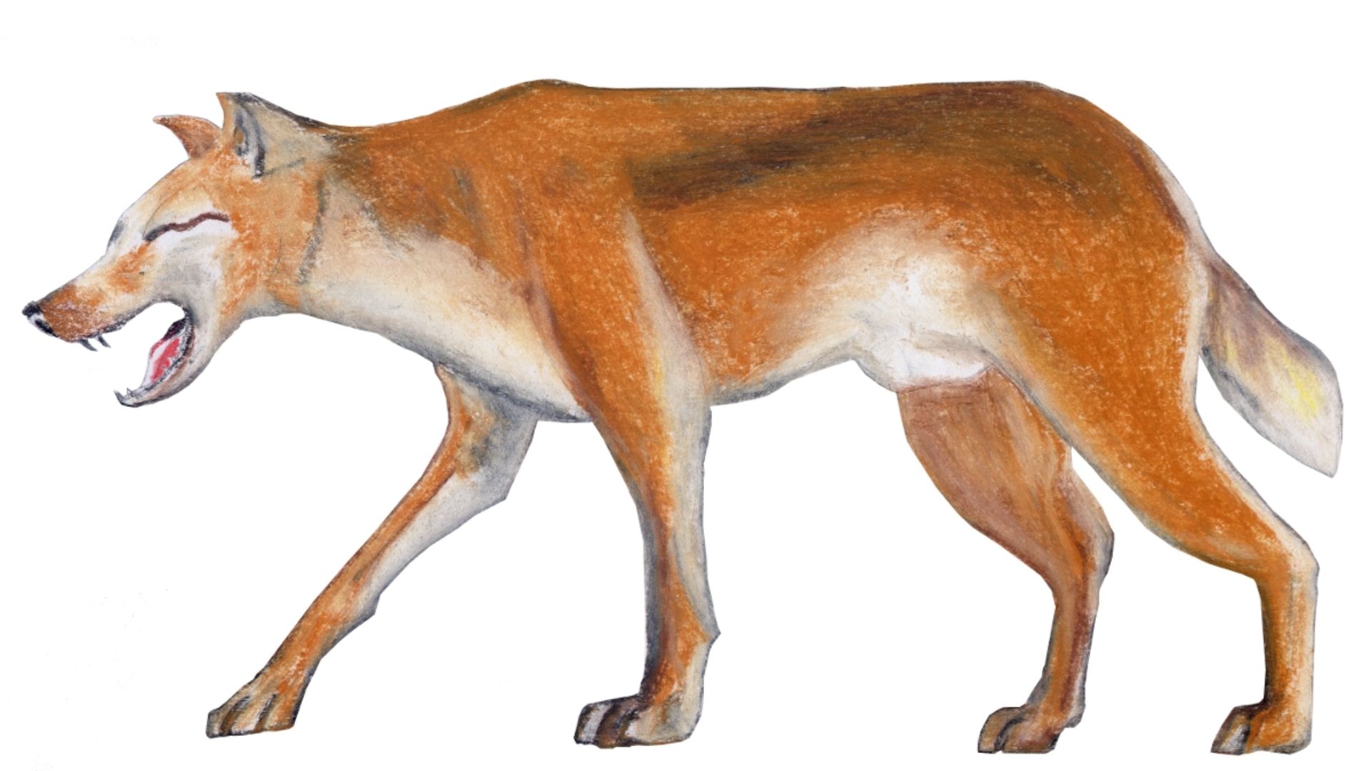 6. L'Adjulé
