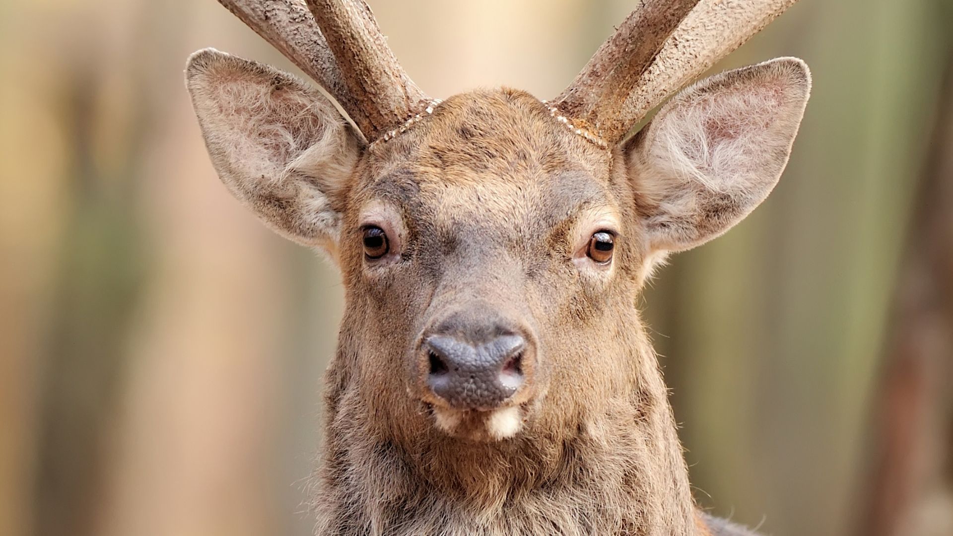 7. Non-cerf