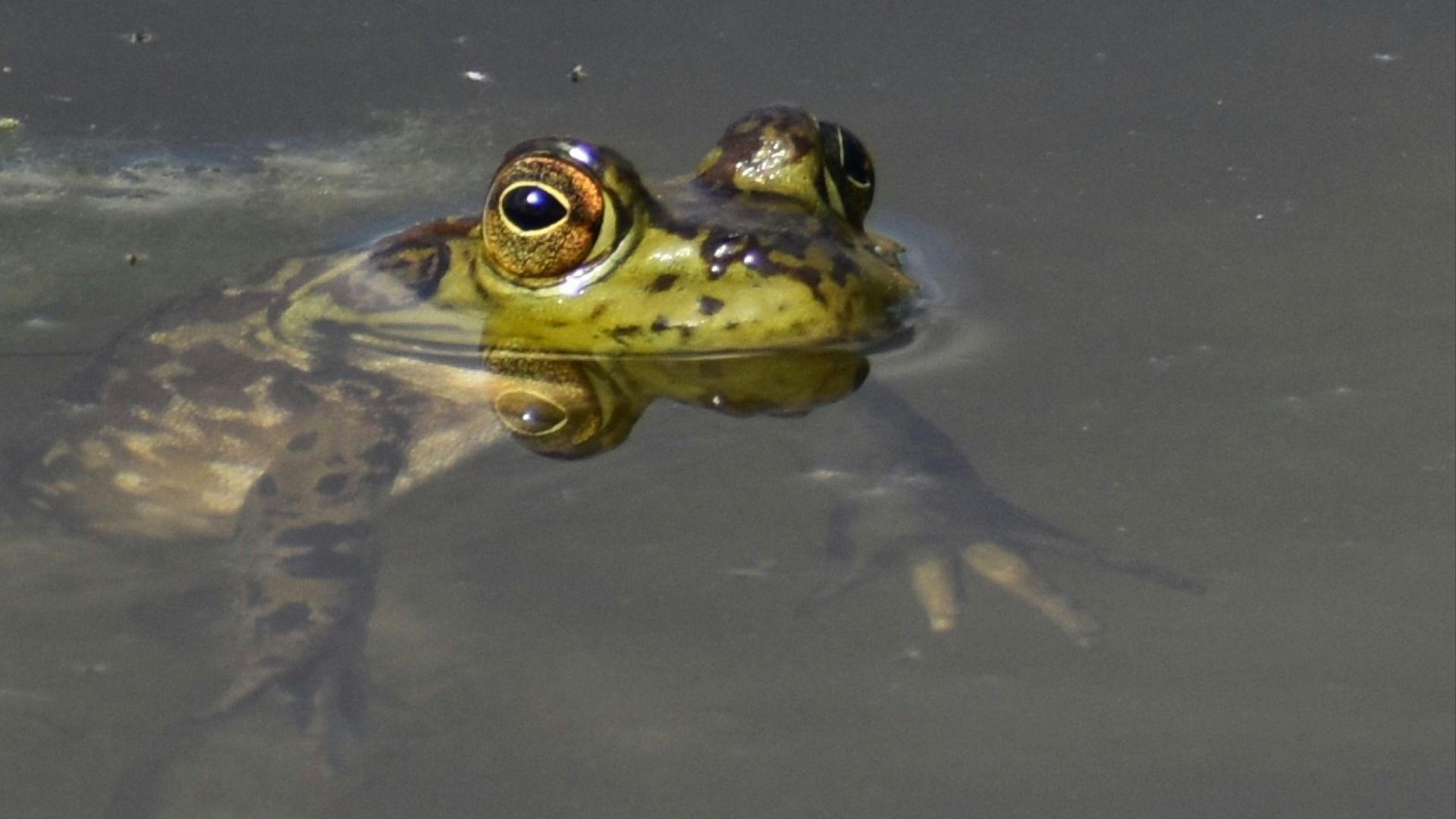 7. L'homme-grenouille