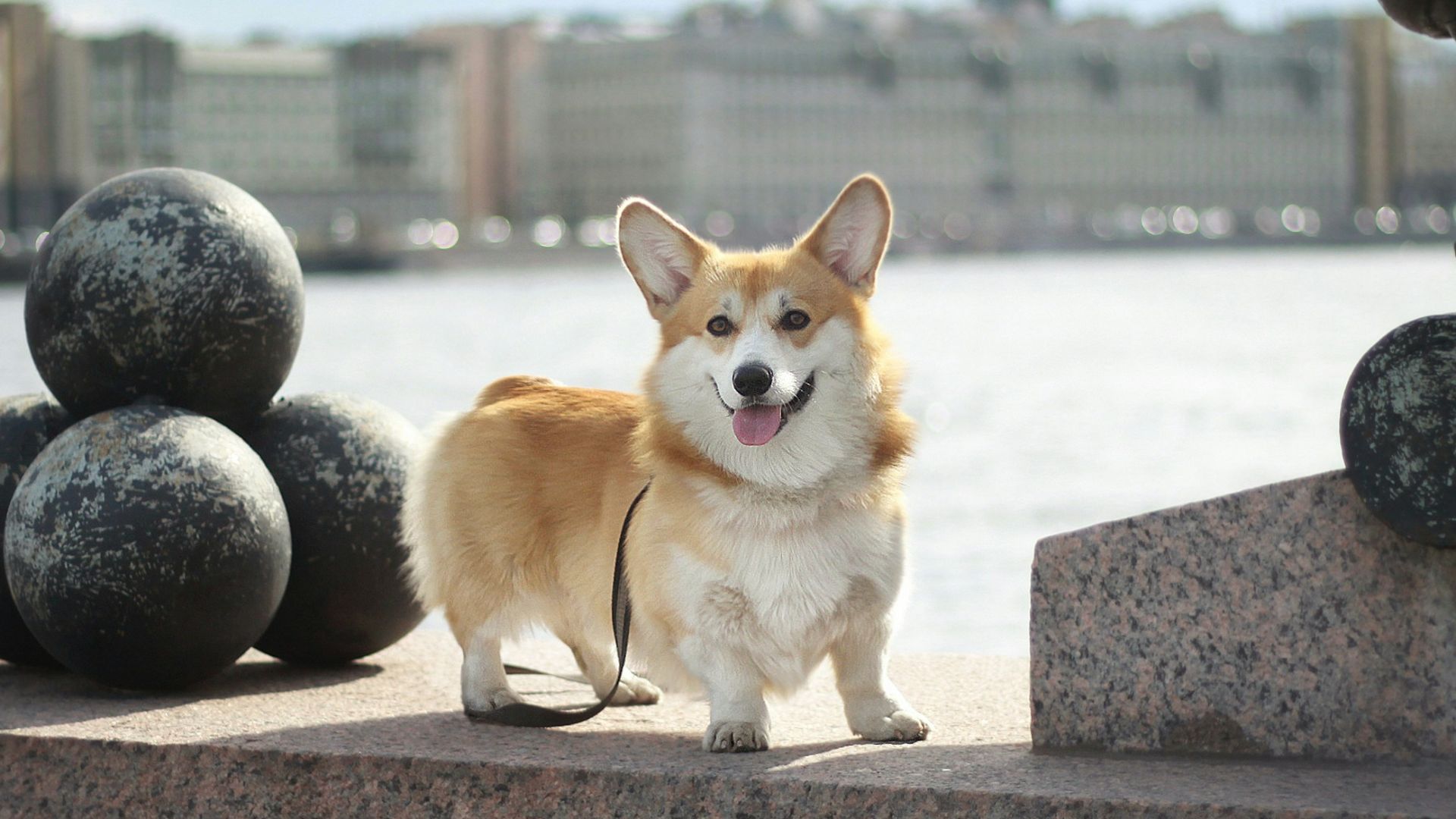 18. Le drame des Corgis
