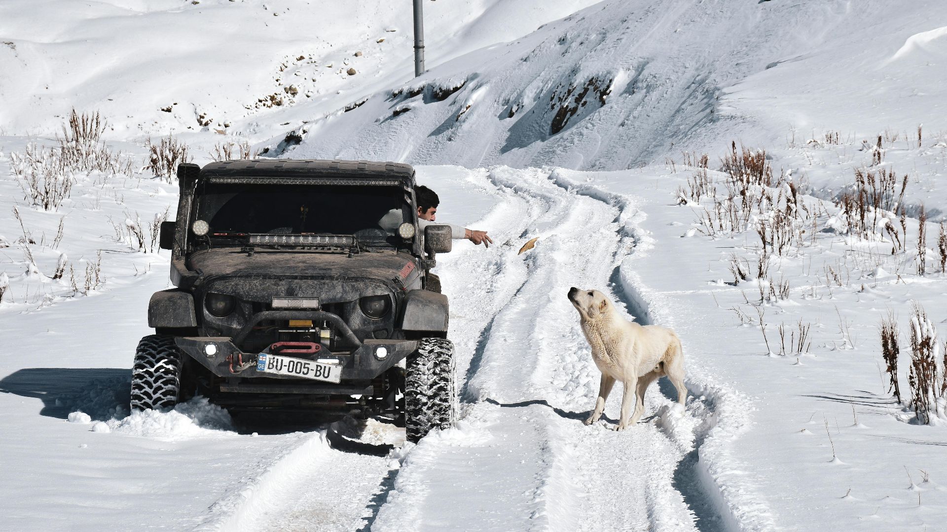 10. La faune sur les routes
