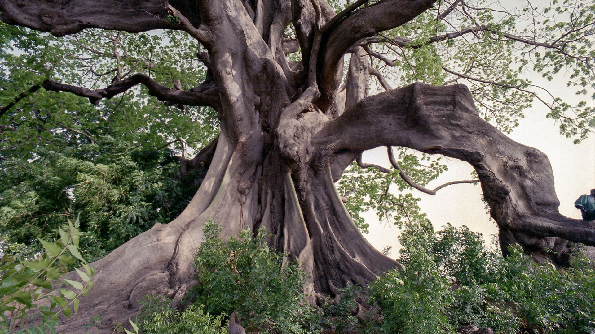 4. Le grand arbre Deku