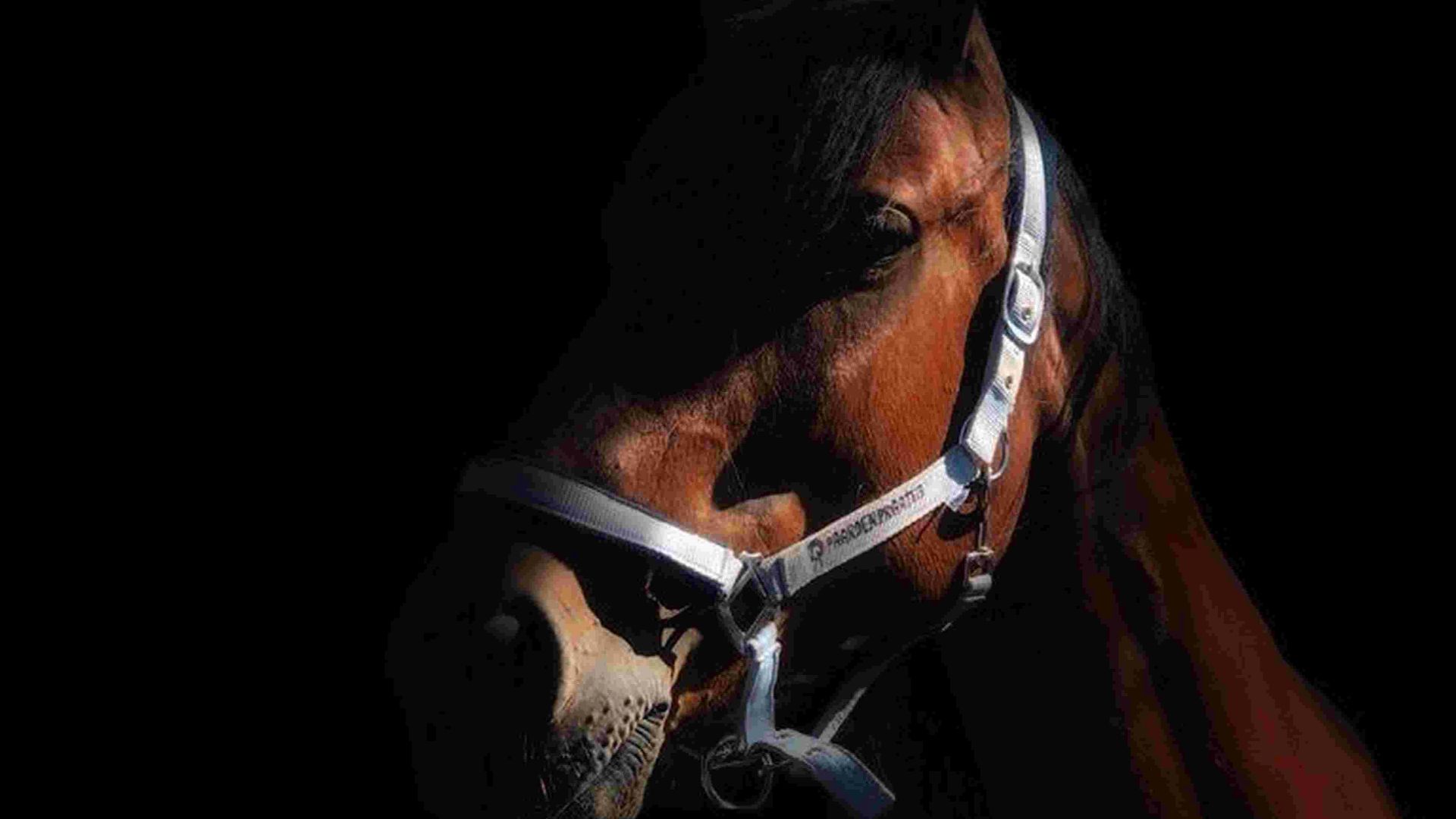 10. Epona