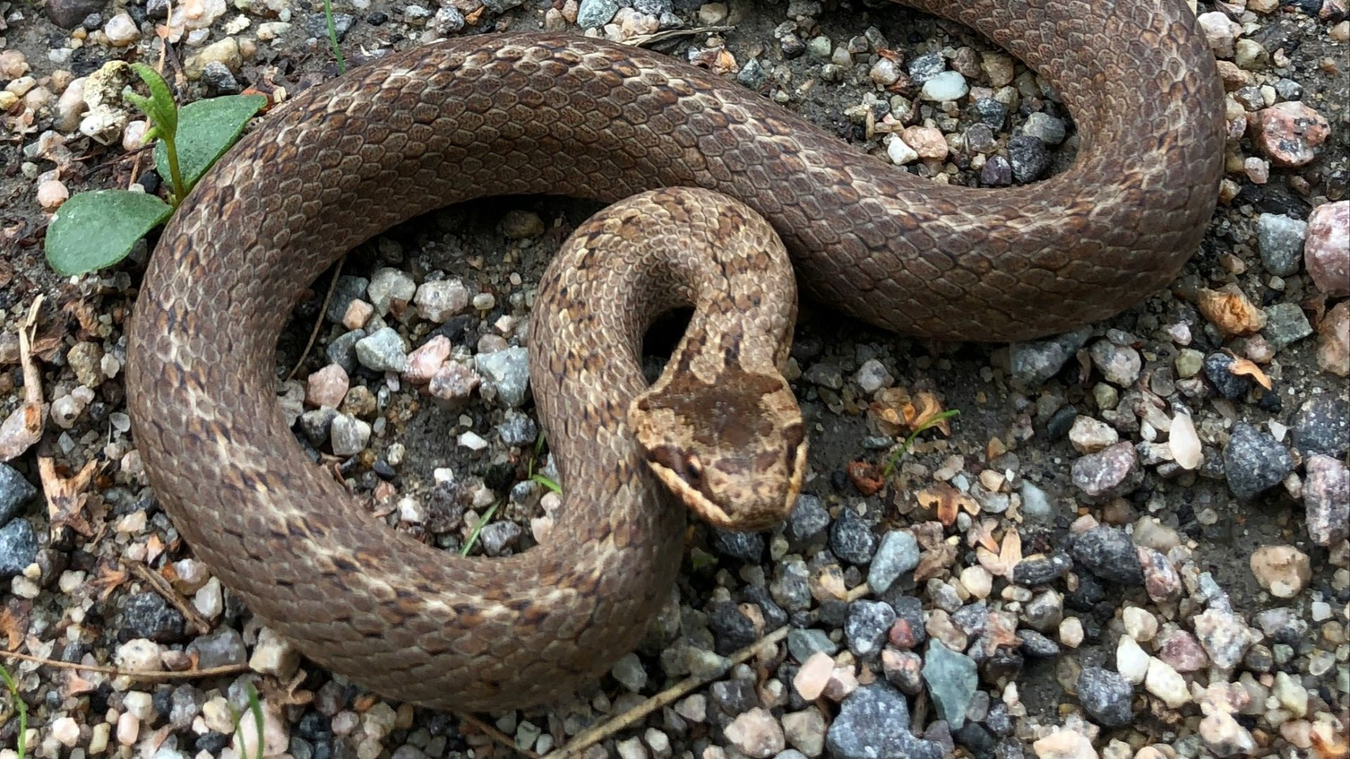 5. Serpensortia