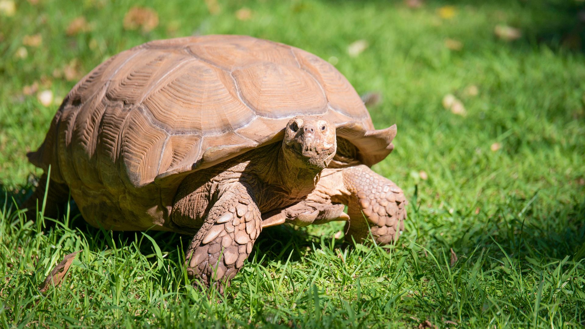 10. De la théière à la tortue