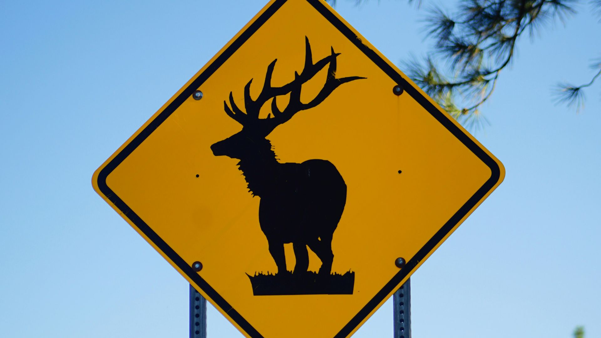 11. Deer Crossing