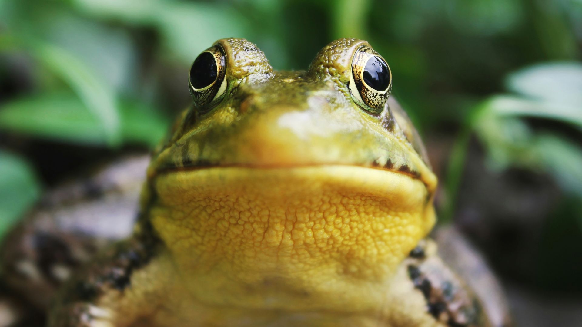 8. Leap-Frog