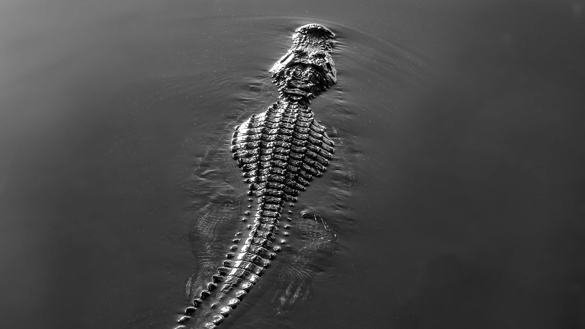 5. Des galettes de crocodile pour contrôler les naissances