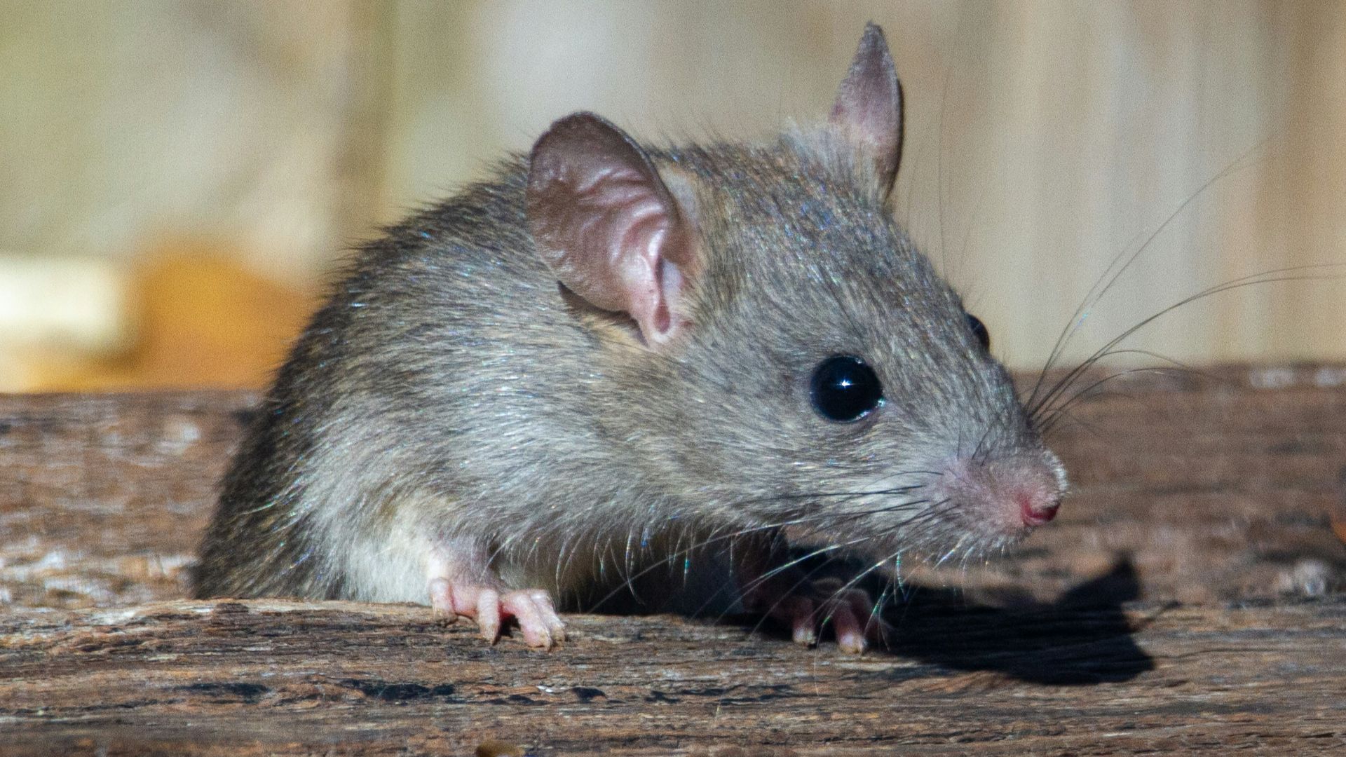 11. Des souris mortes pour les maux de dents