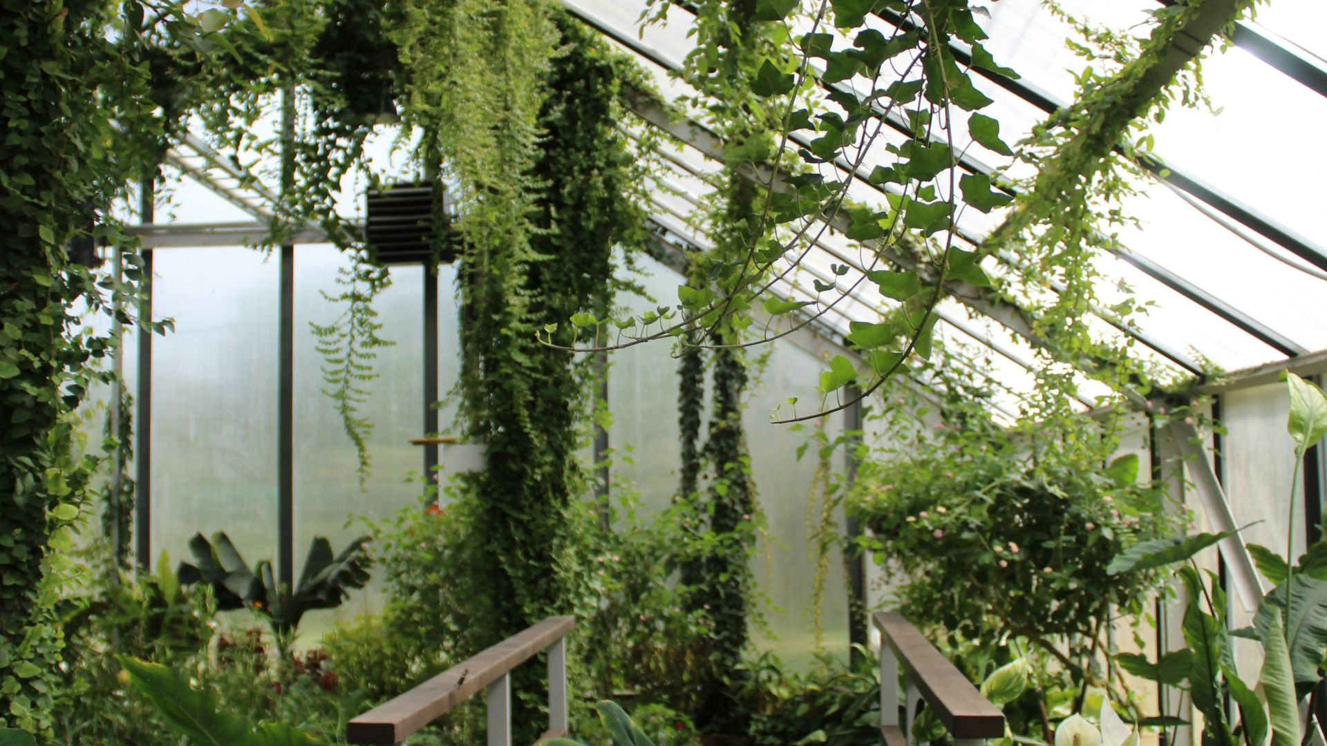 Coral Cacti et Frizzle Sizzles : 20 plantes d’intérieur obscures qui pourraient vous intéresser