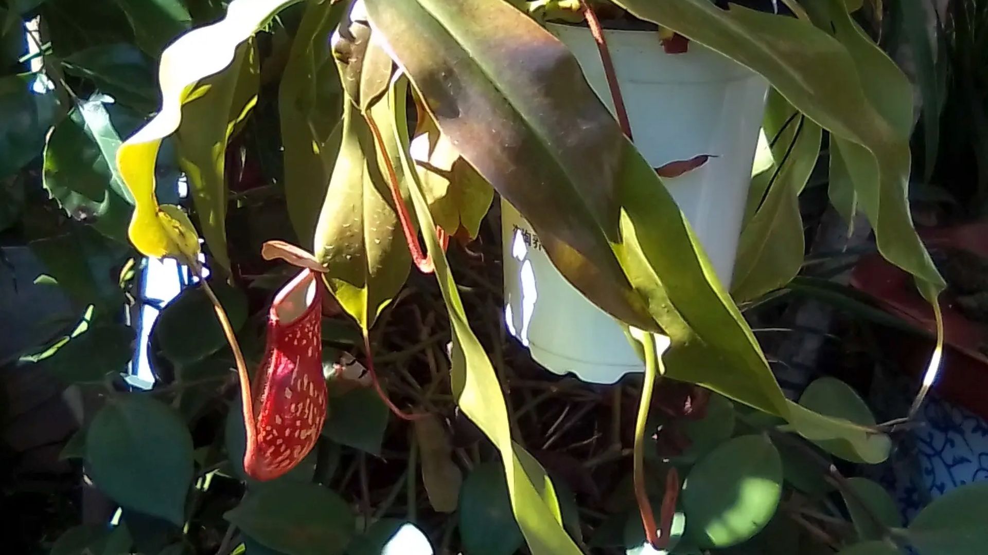 2. Nepenthes Gaya