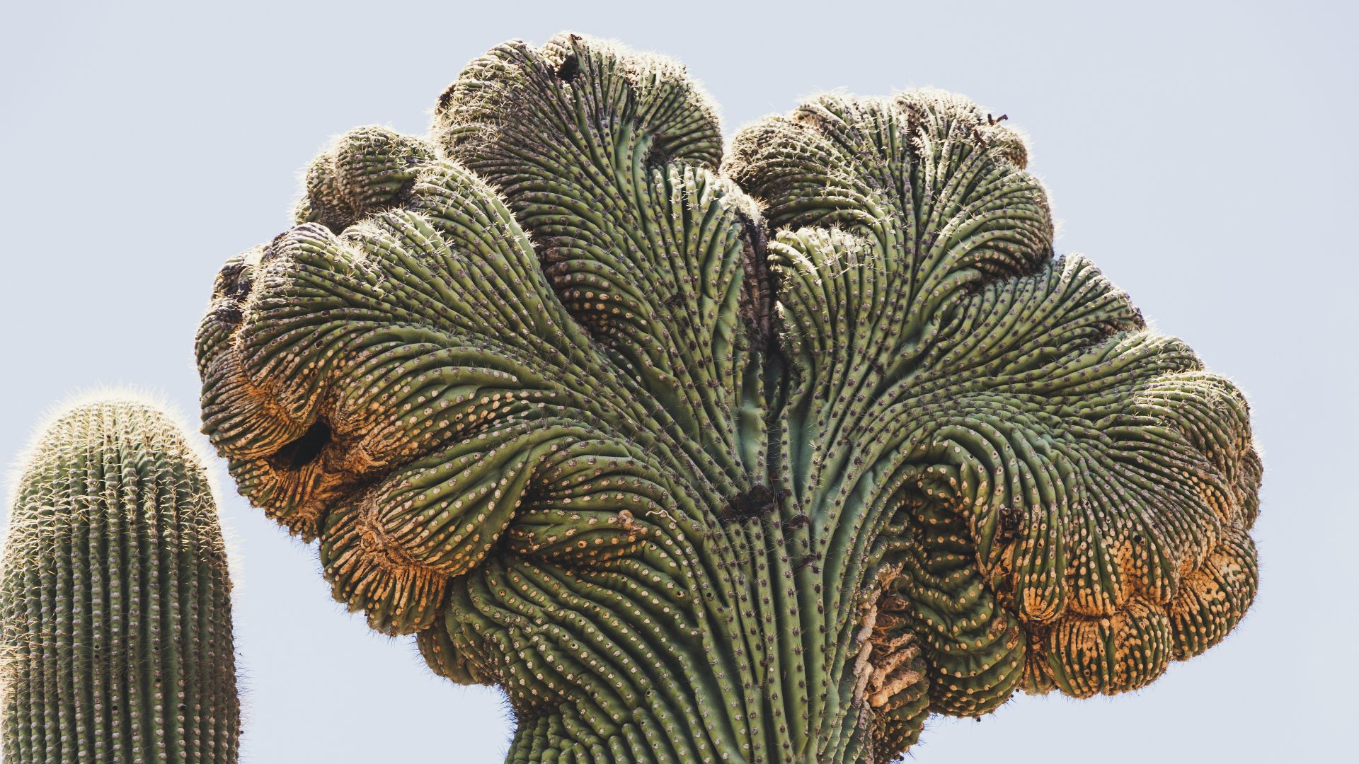 5. Cactus corallien