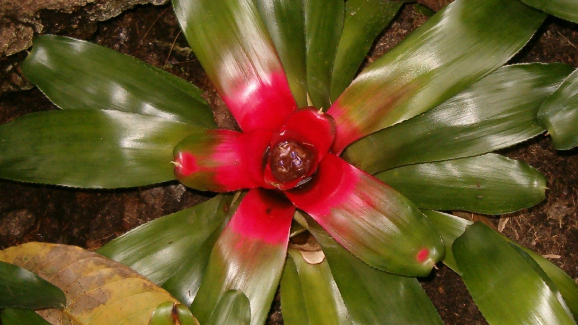 4. Bromélia rougissant