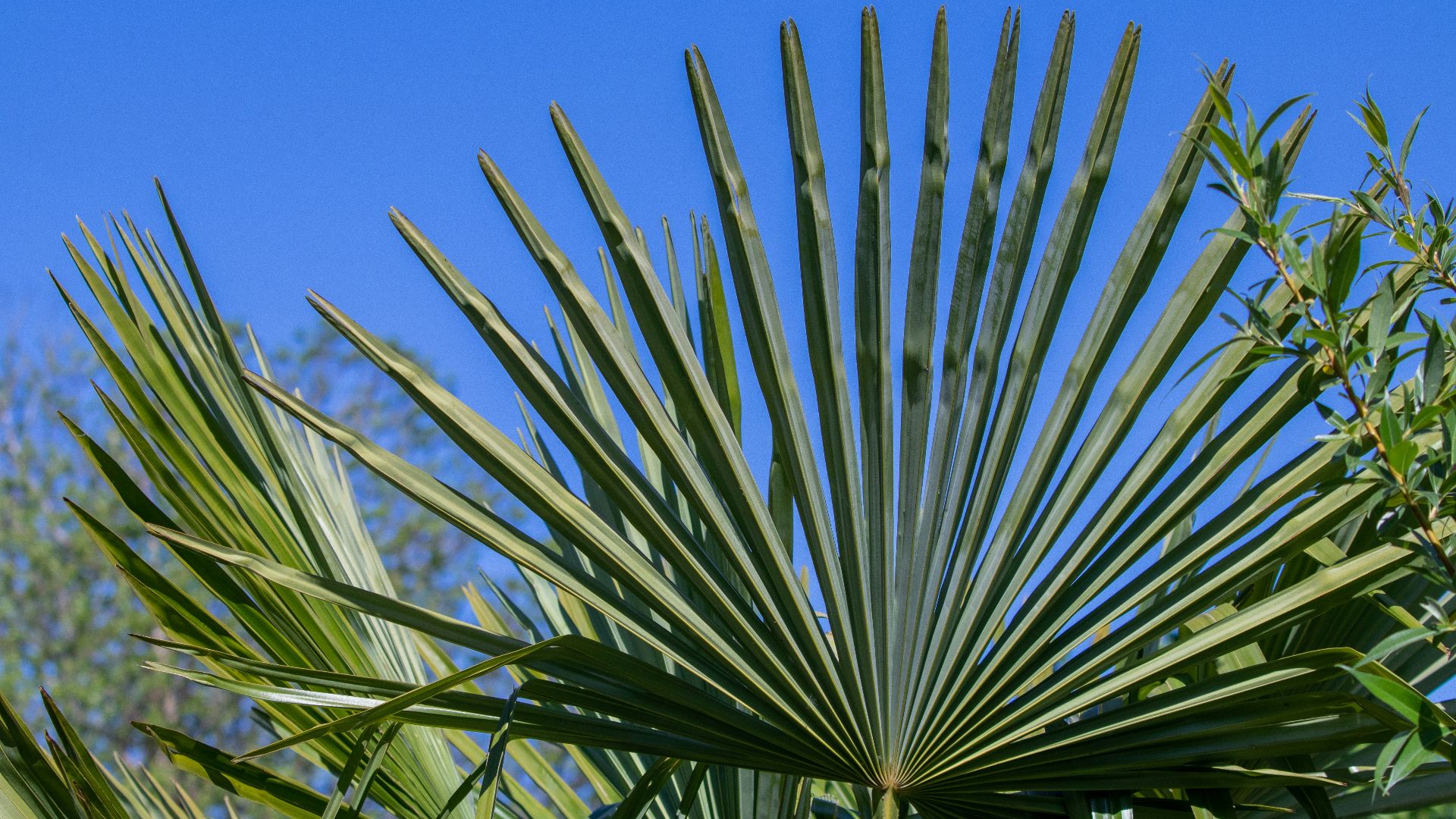 7. Ruffled Fan Palm (palmier à éventail)